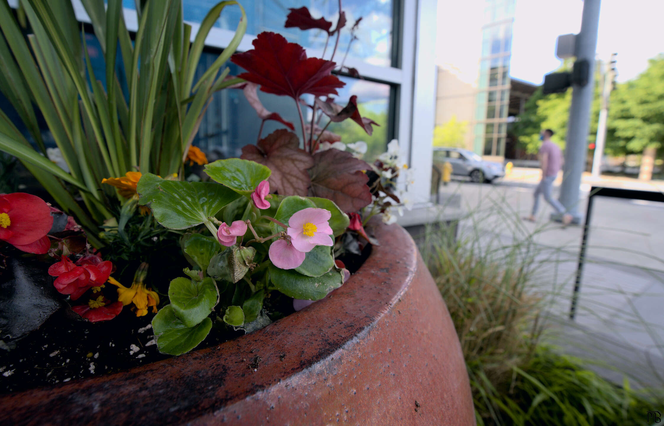 Potted flowers of various colors