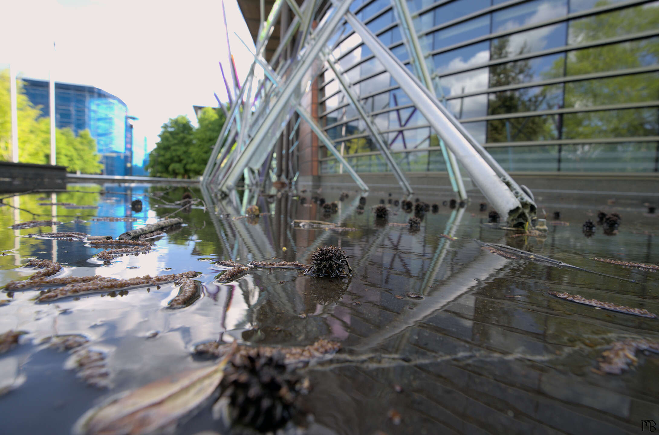 Seeds and art reflected in water