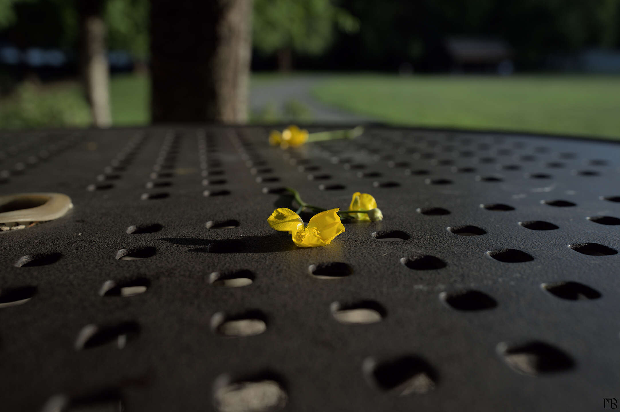 Yellow flower on black grated table