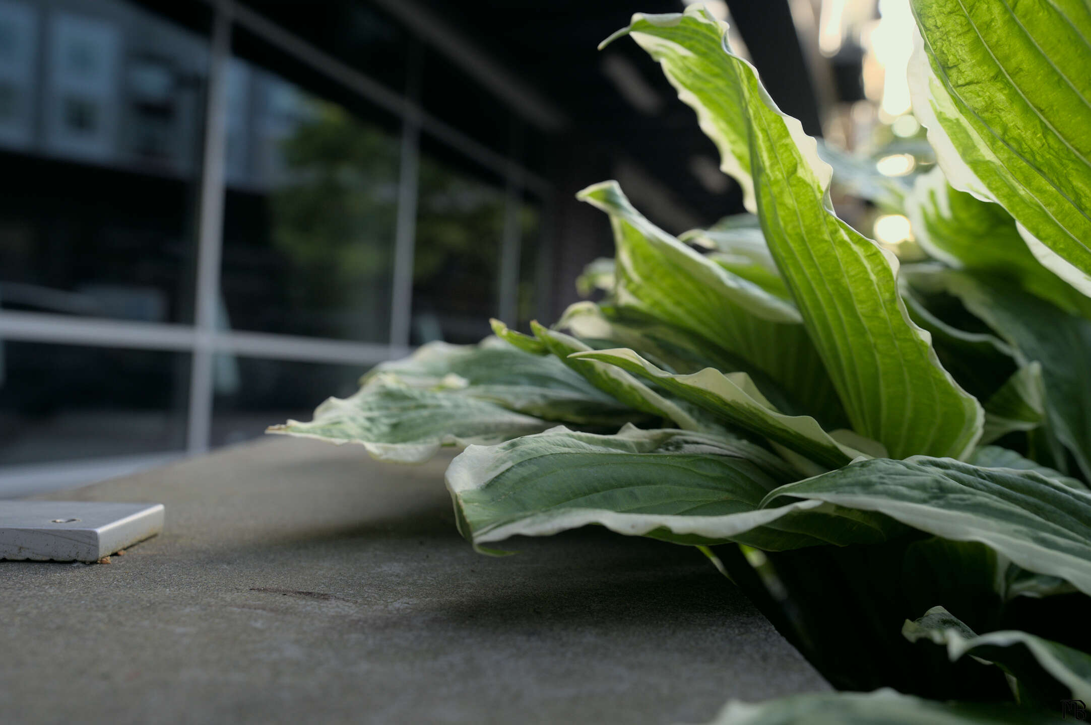 Green leafy bush near concrete bench