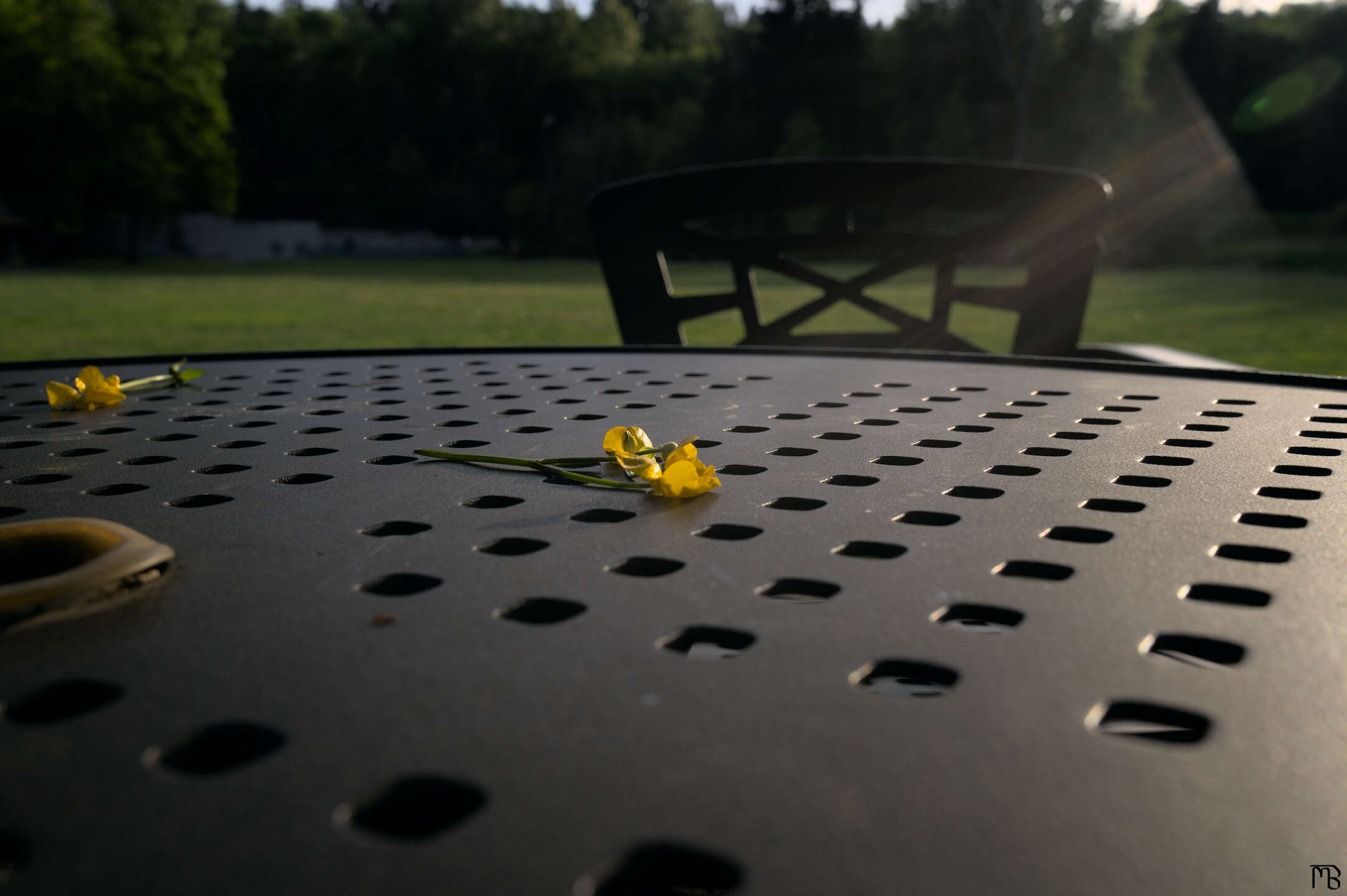 Yellow flower in the sun light on black grated table