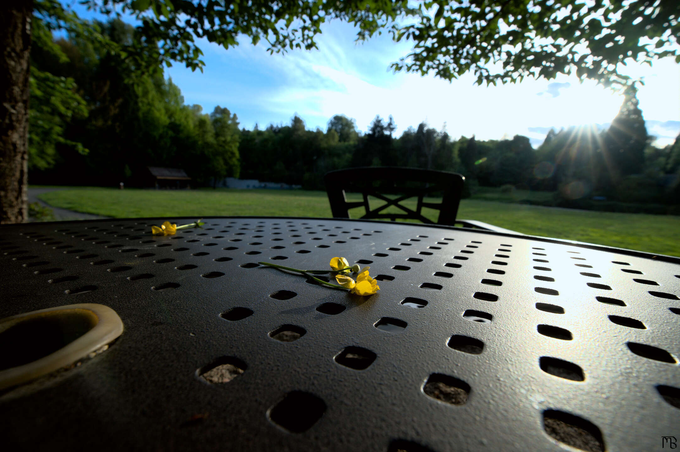 Yellow flower on black grated table near green field