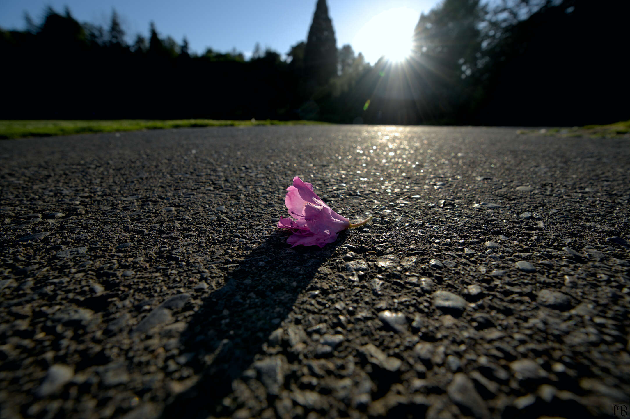 Single pink flower pedal on park path