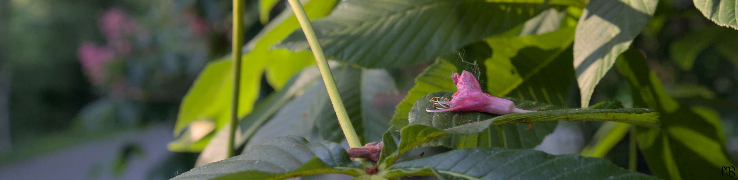 Pink flower resting on green leaf