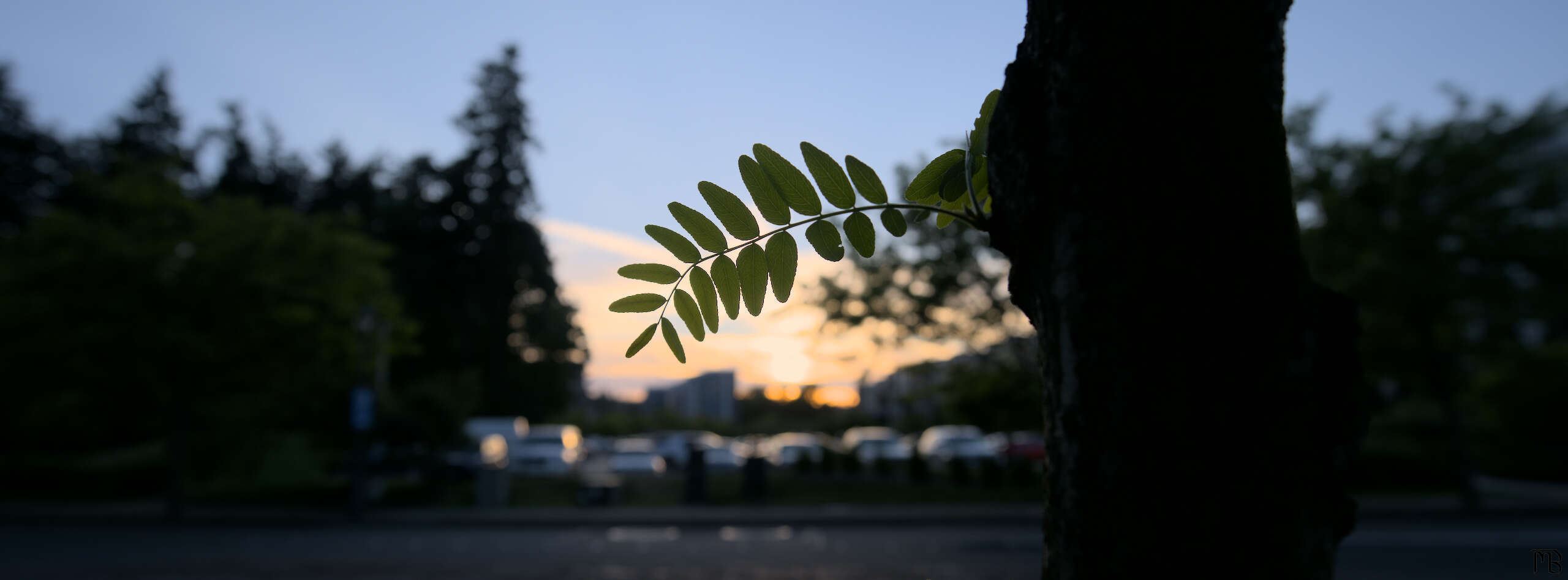 Small green branch silhouetted by sunset