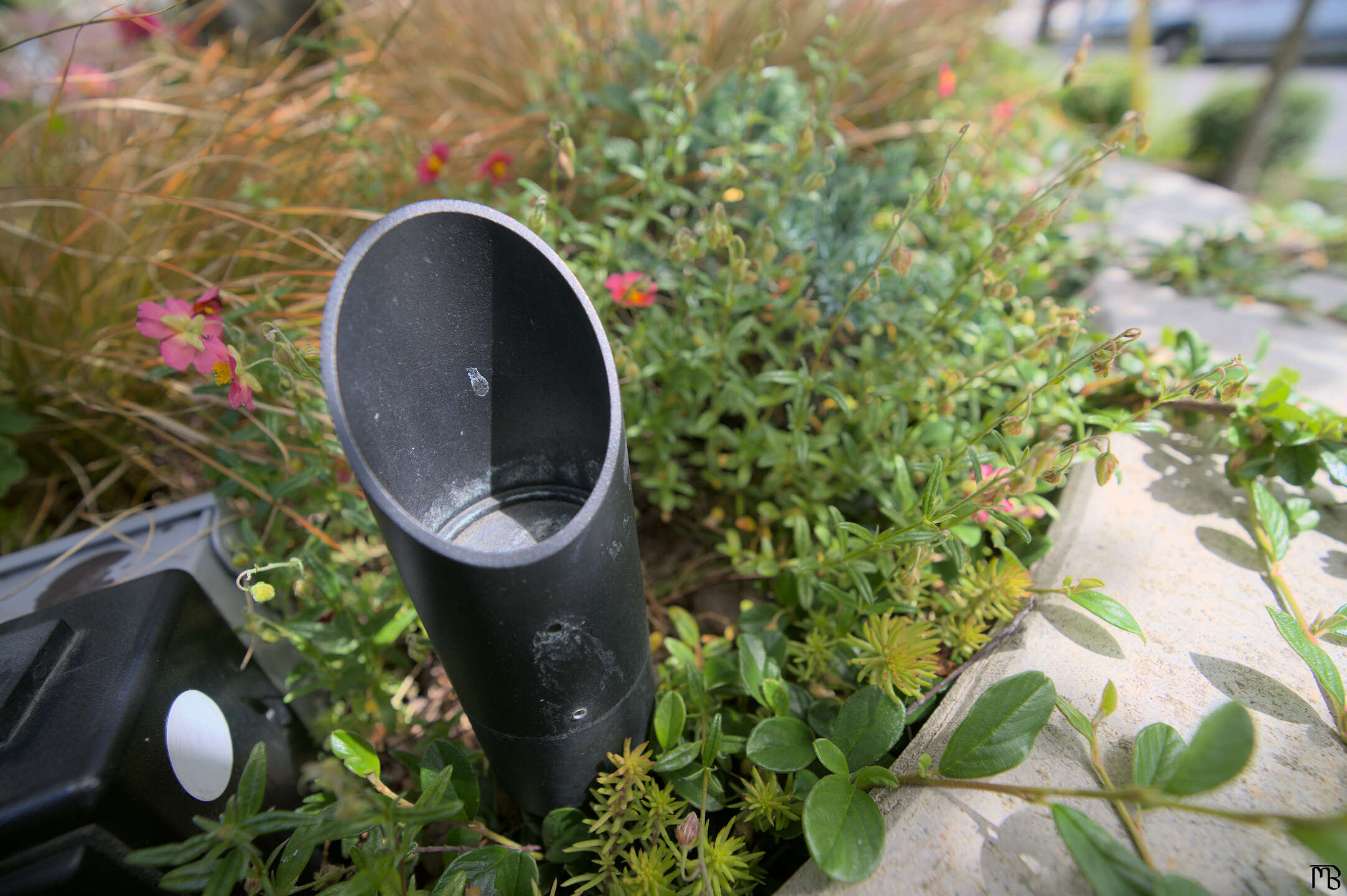 Gray PVC pipe in bed of red flowers