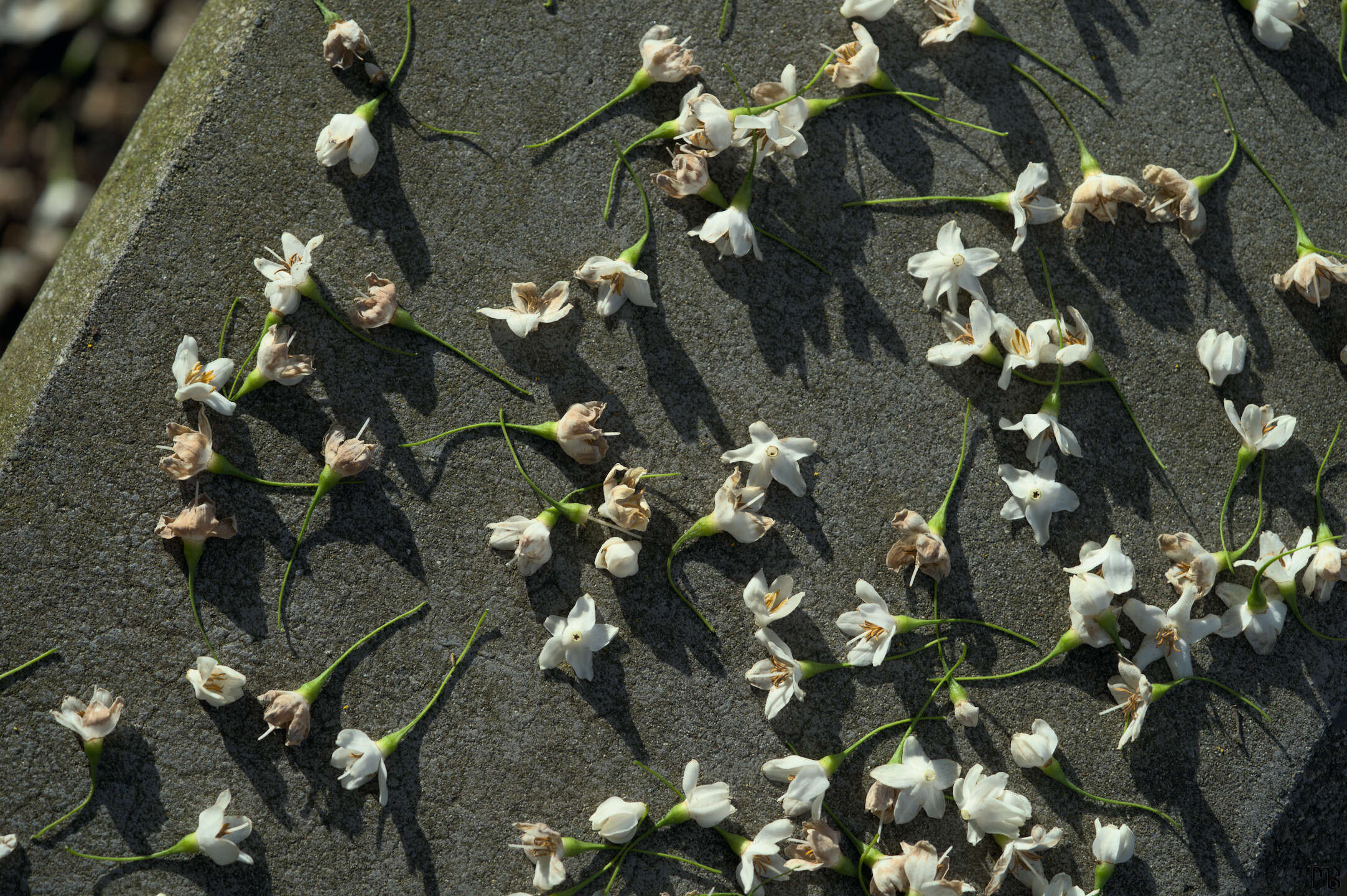 White flower petals on concrete block
