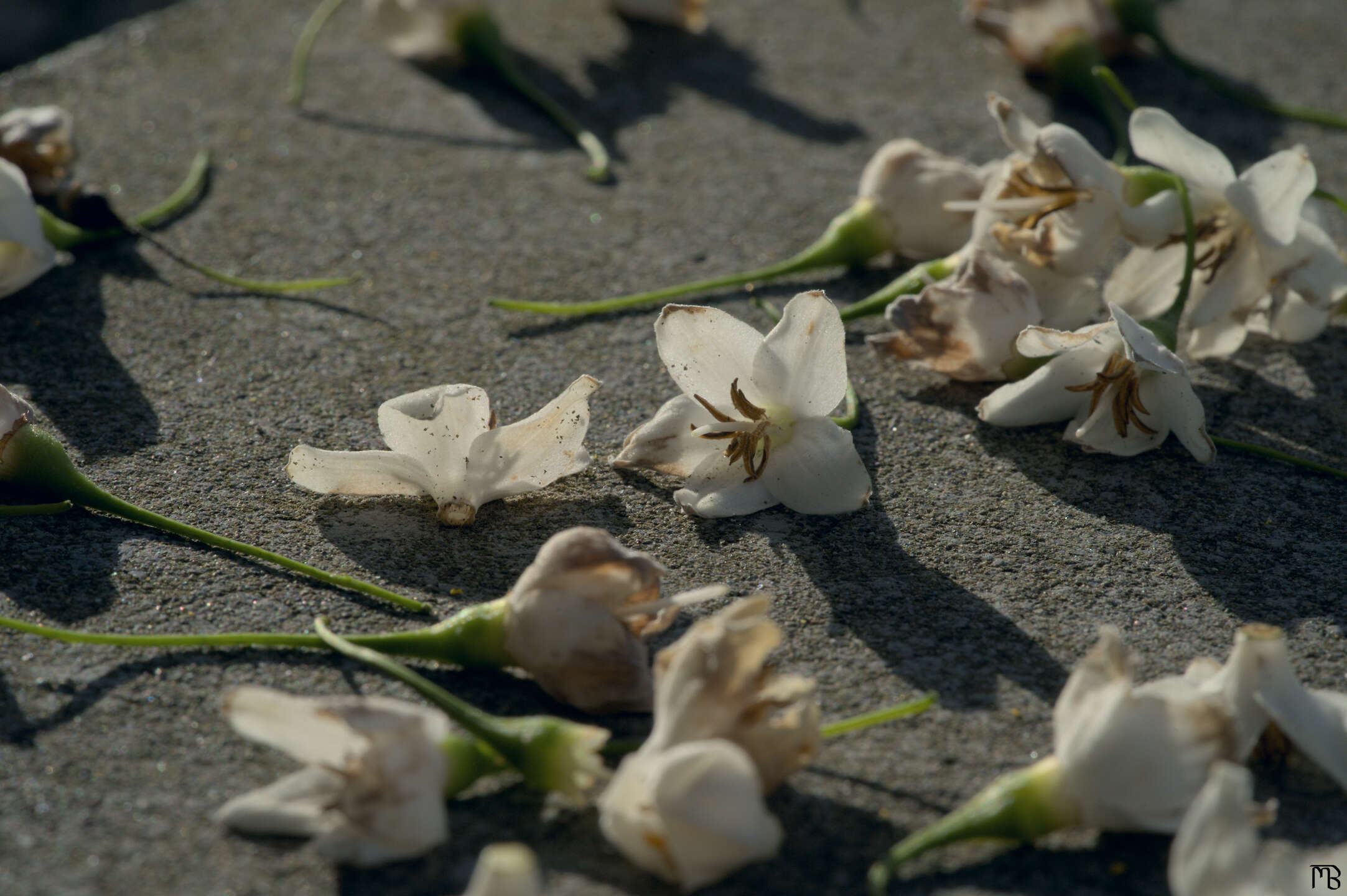 White flower petals lying still