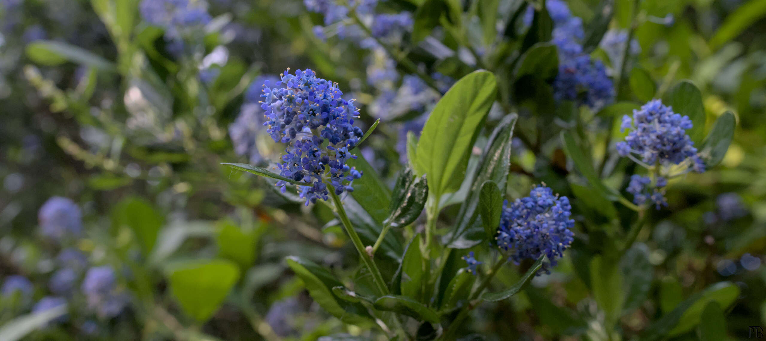 Blue flowers in bush