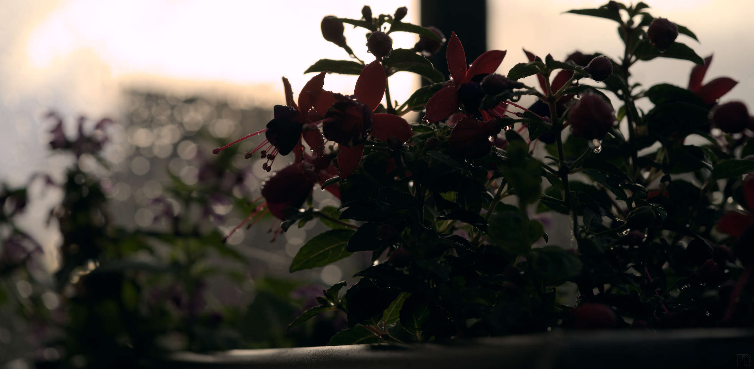 Dark and gloomy fuchsia in planter