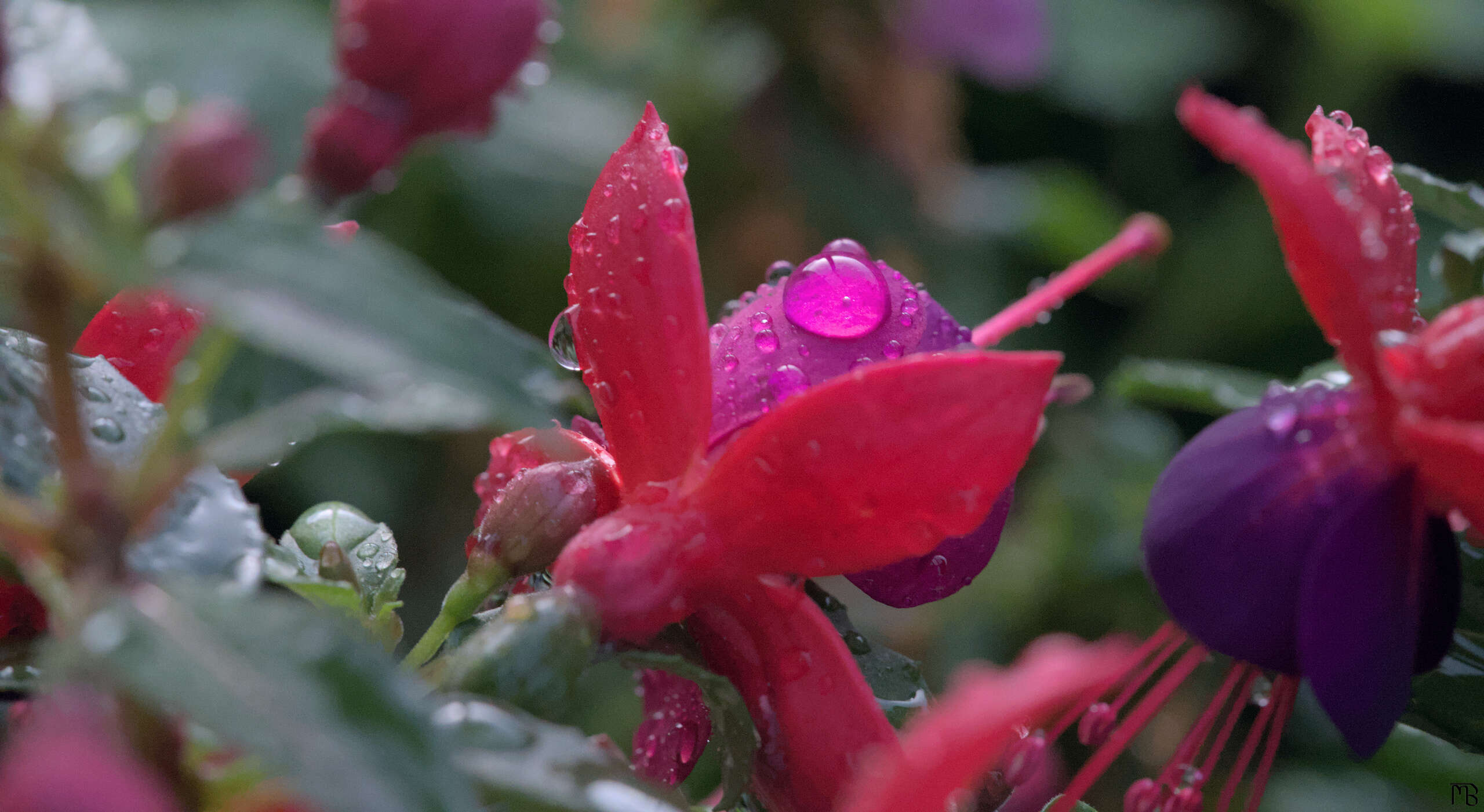 Big water drop on fuchsia bulb