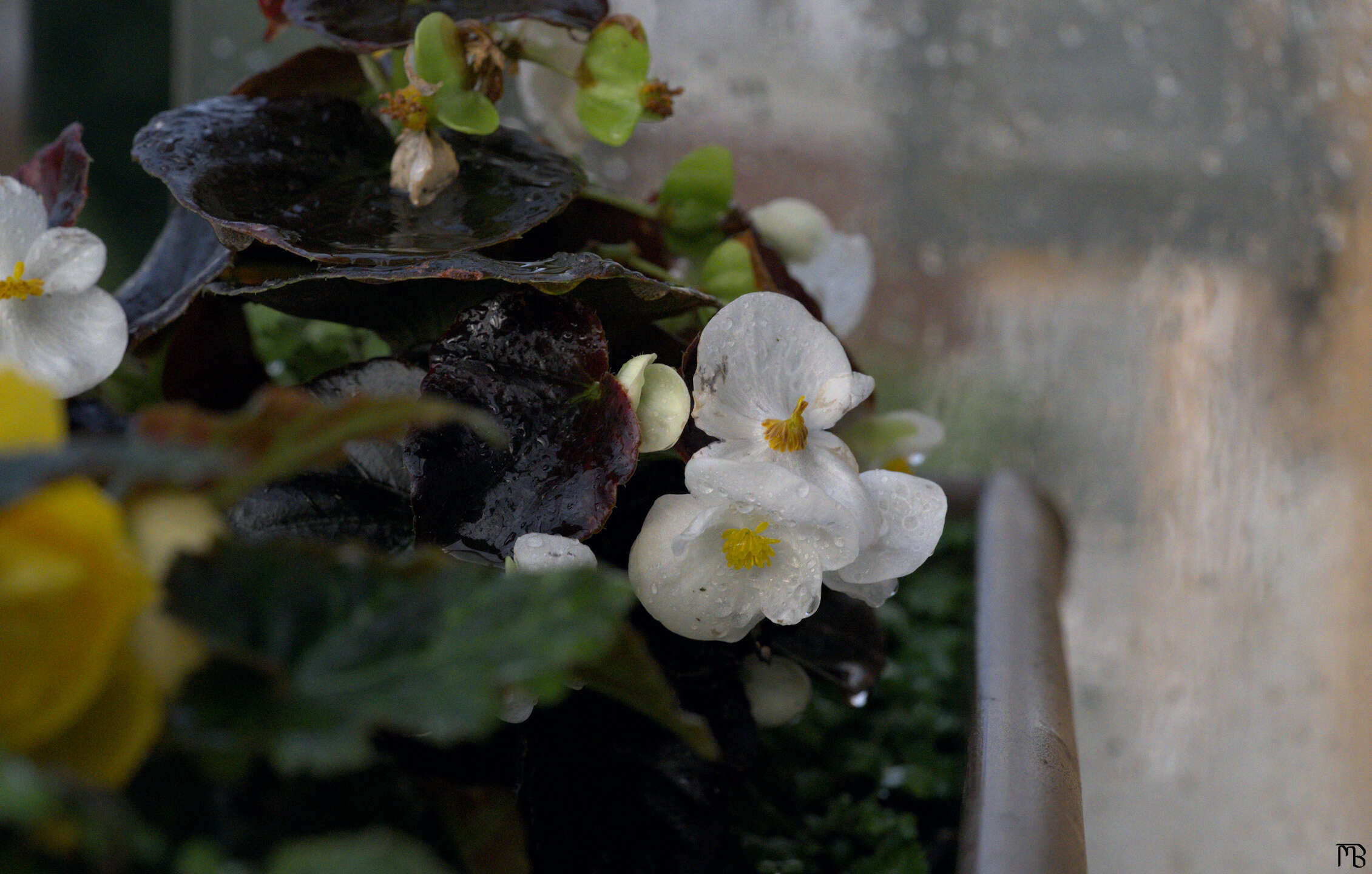 White flowers with water drops