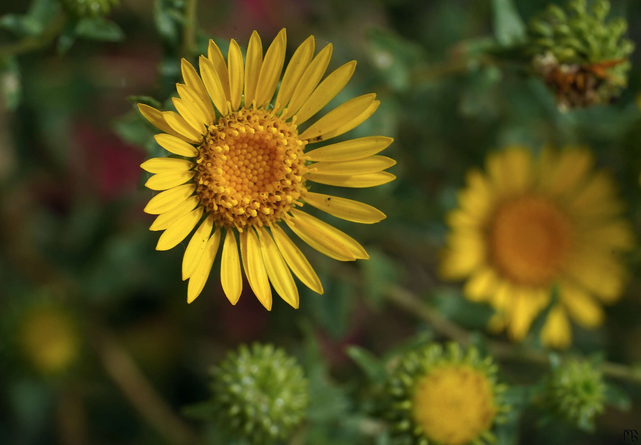 Yellow daisy in green bush