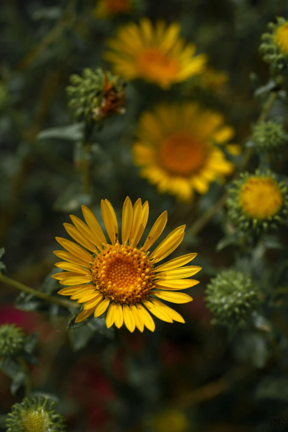 Yellow daises in green bush