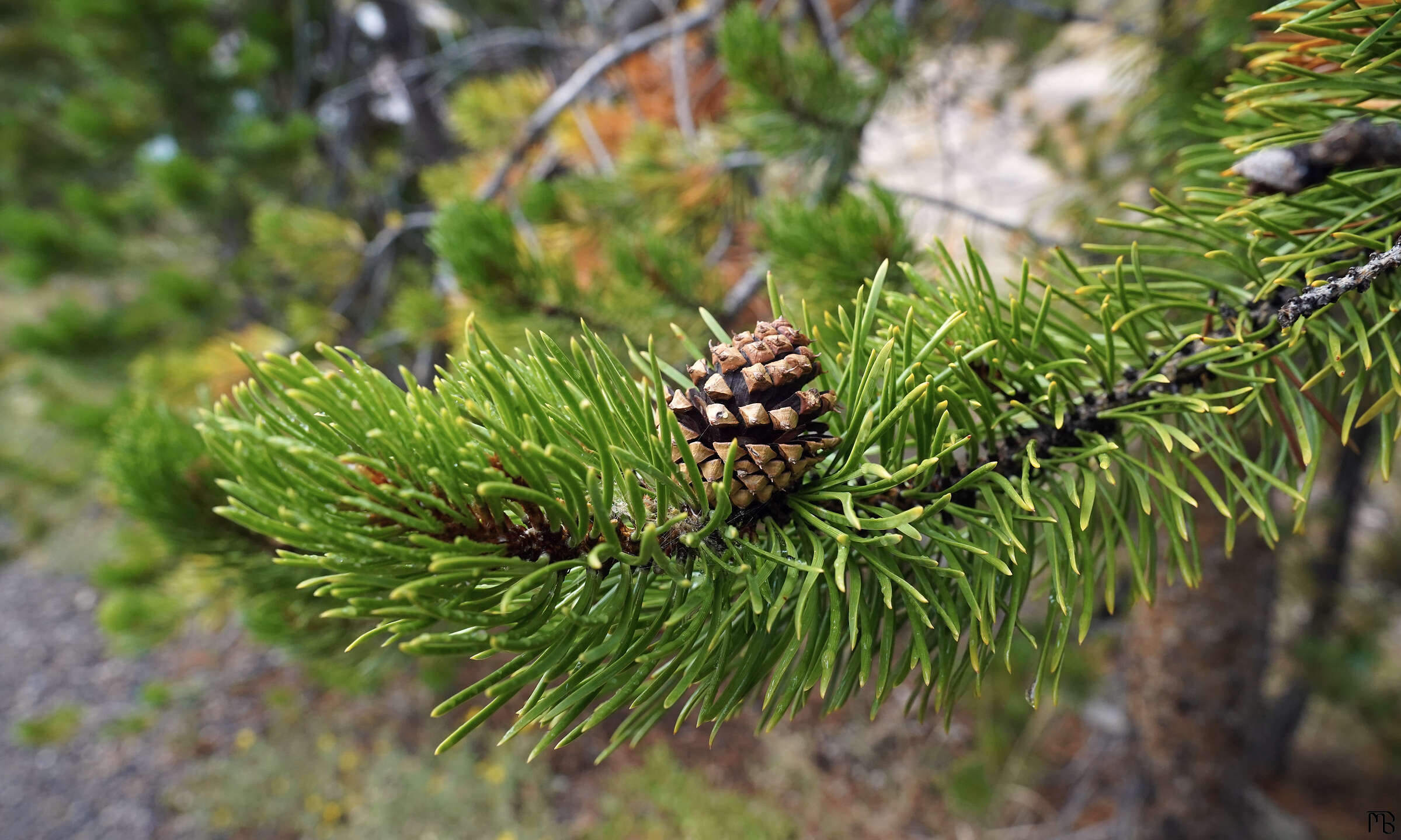 Yellowstone single pine cone on green branch