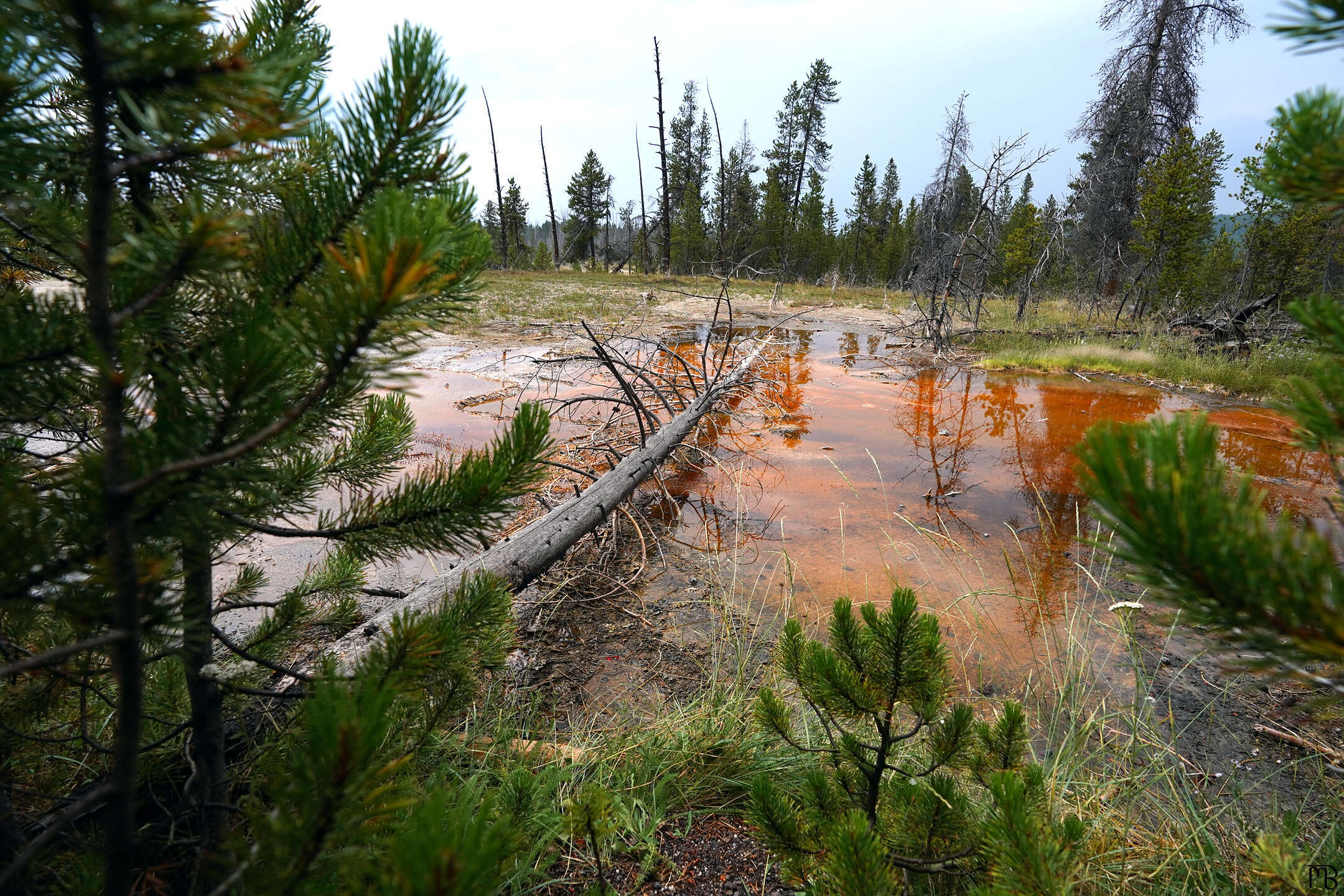 Yellowstone fallen tree in brown orange hot spring