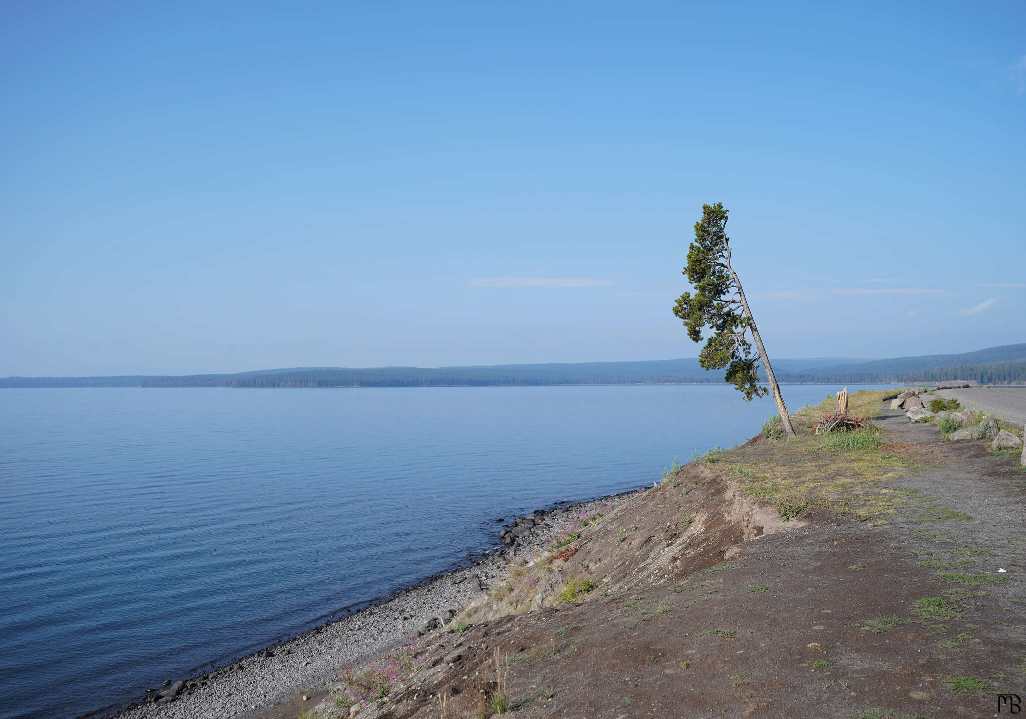 Tree leaning out above a blue lake in Yellowstone