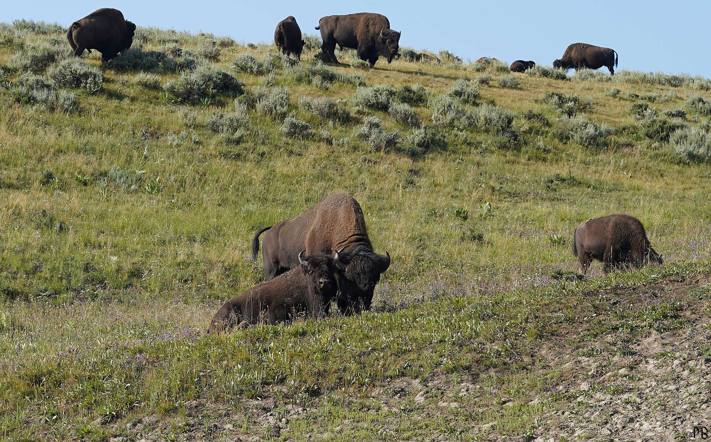 Bison heard staring out at camera in Yellowstone