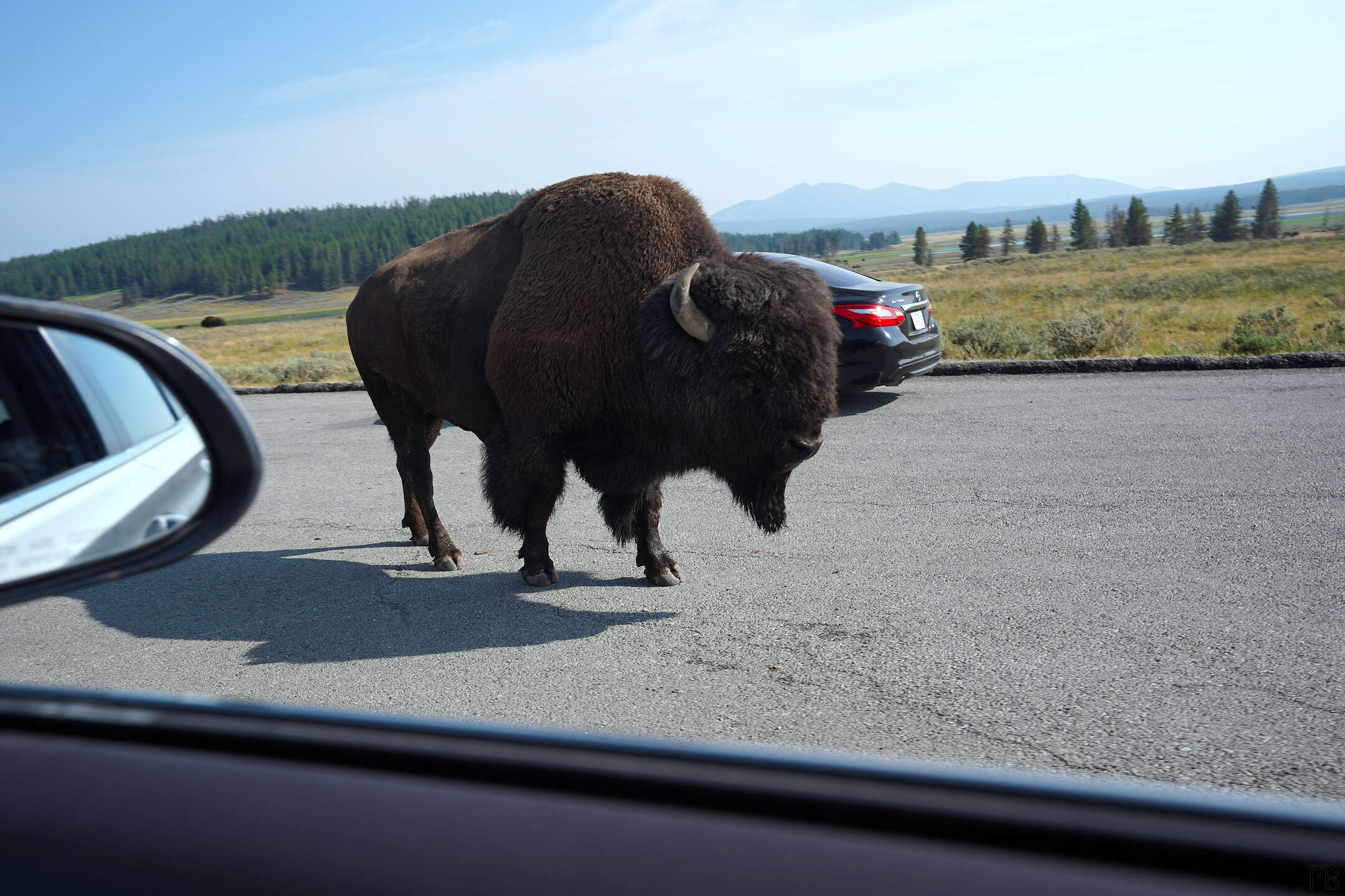 A bison walking near a car in Yellowstone