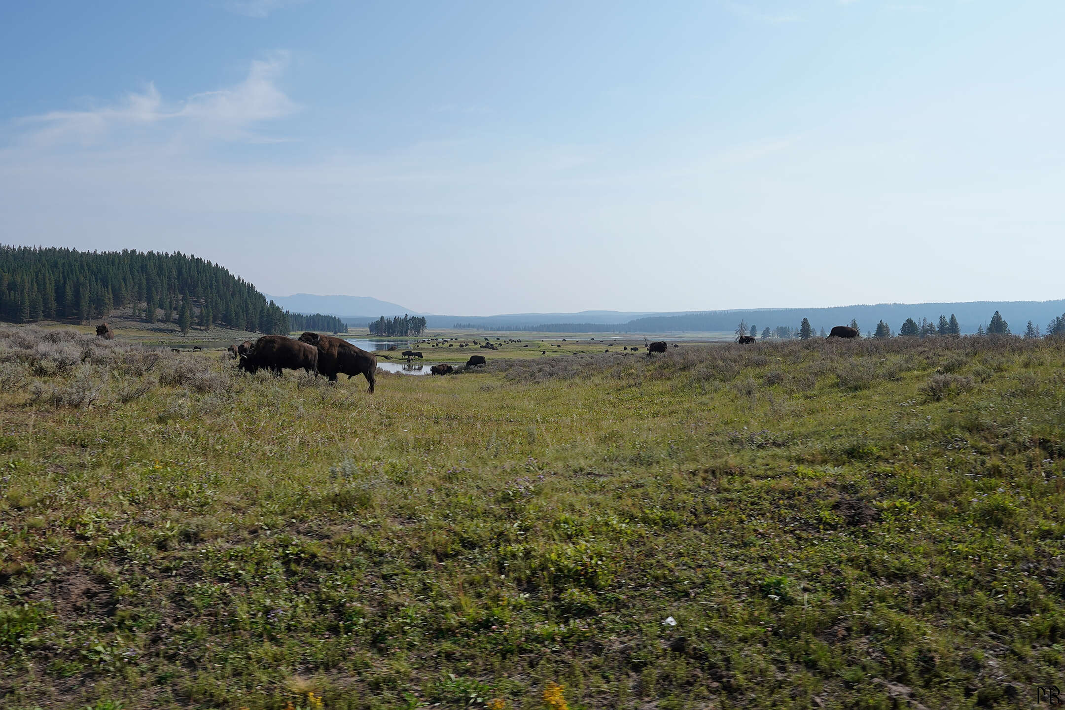 A heard of bison on a green wide plain in Yellowstone