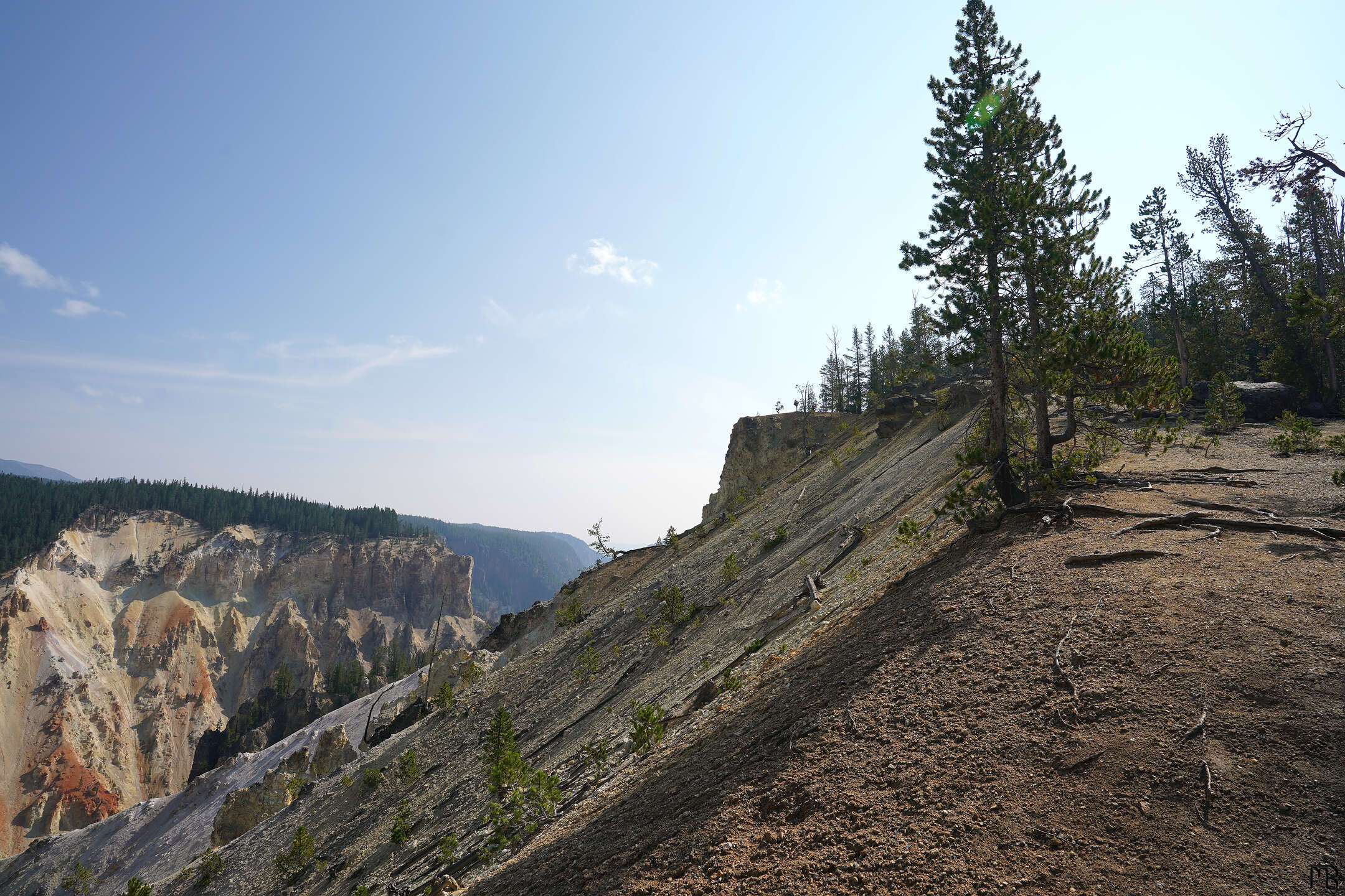 Trees growing on side of canyon in Yellowstone