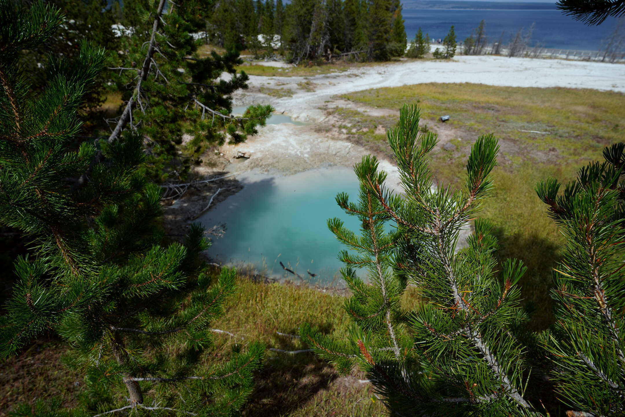 Little blue hot spring among green trees in Yellowstone