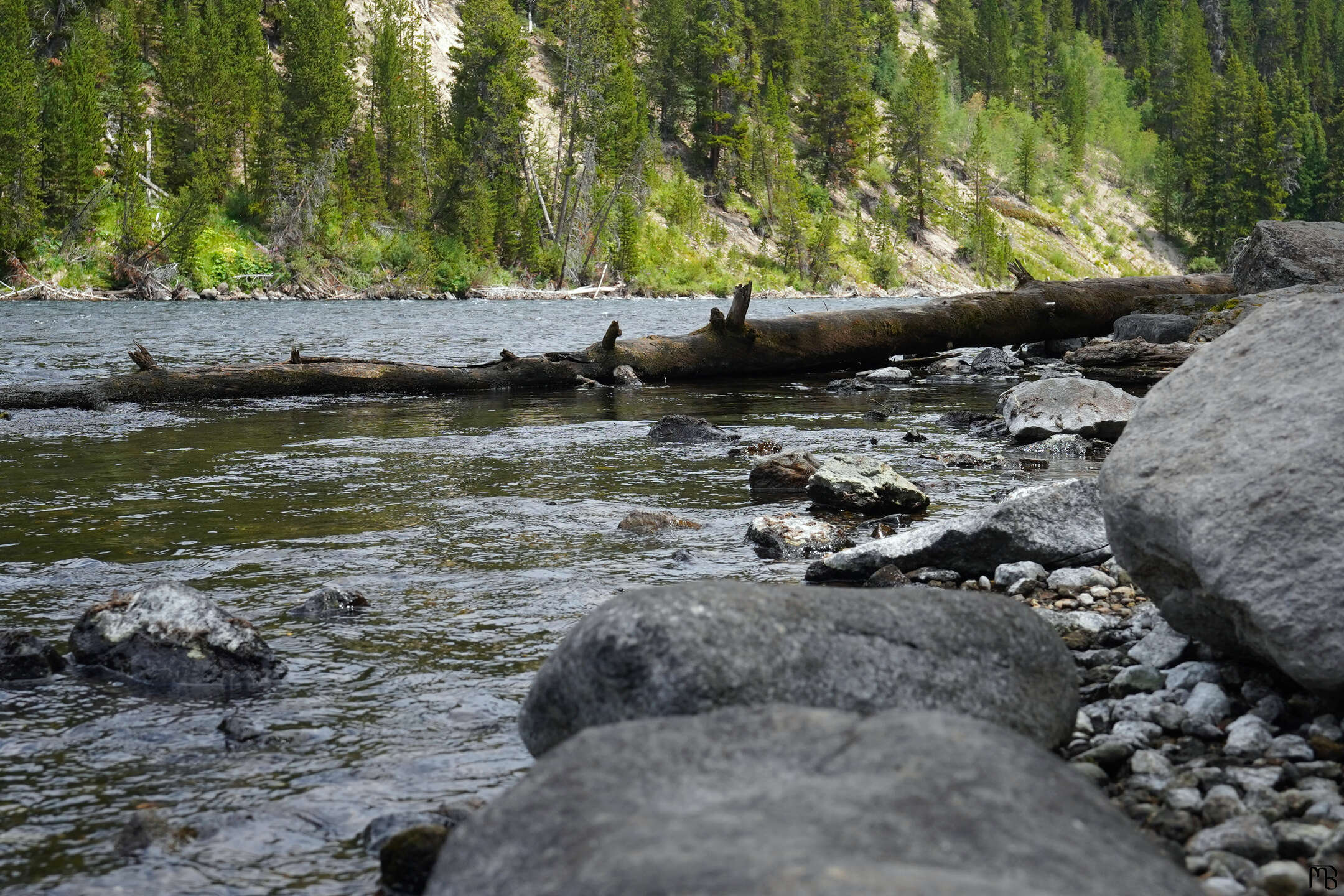 Log in river at Yellowstone