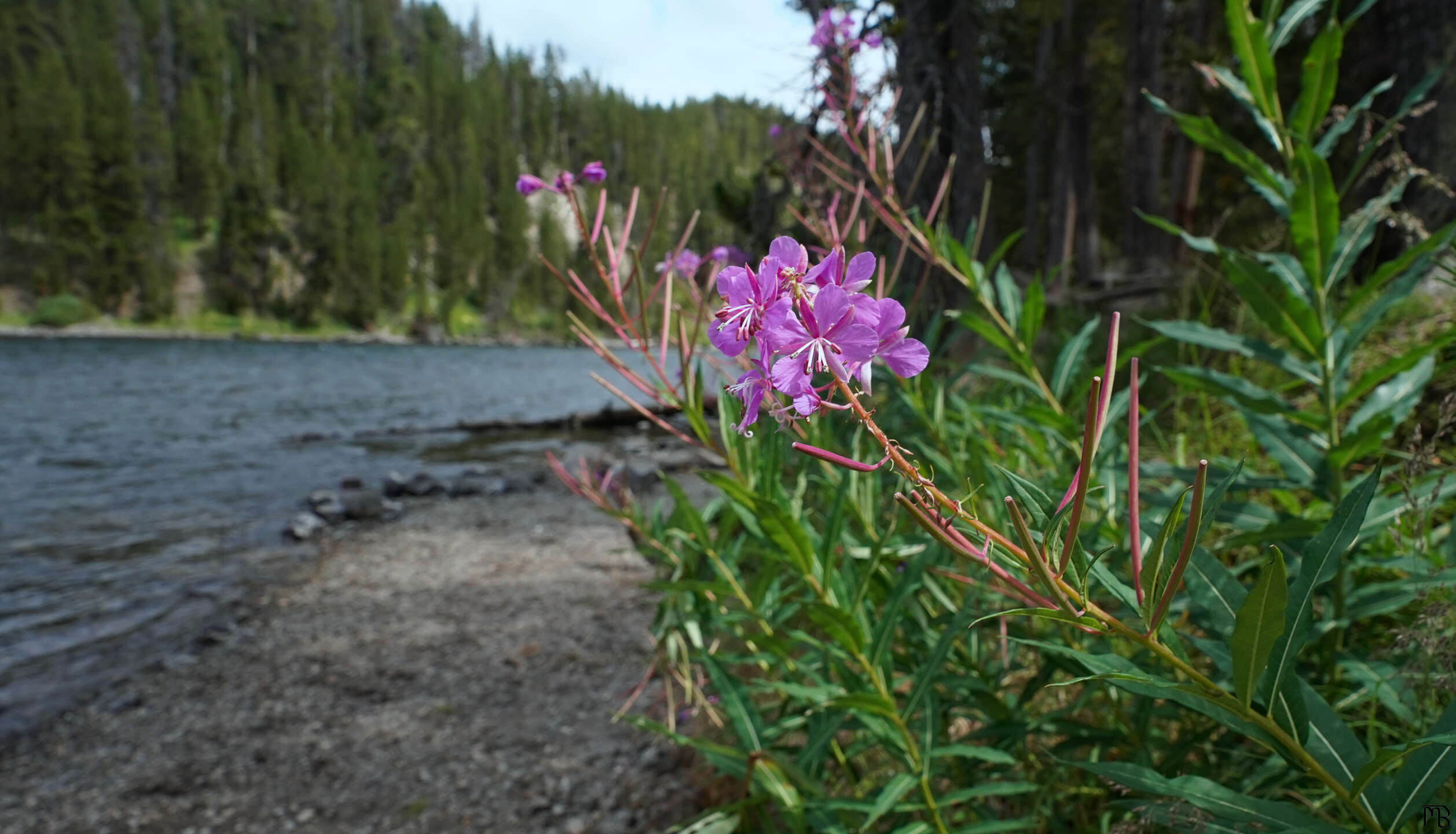 Pink flower near blue river at Yellowstone