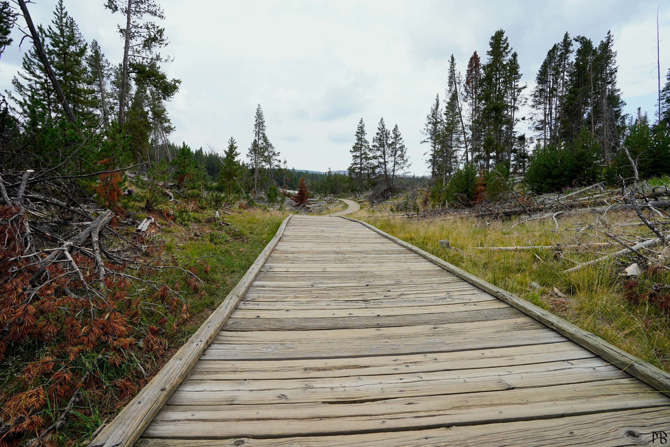 Never ending boardwalk through a forest at Yellowstone