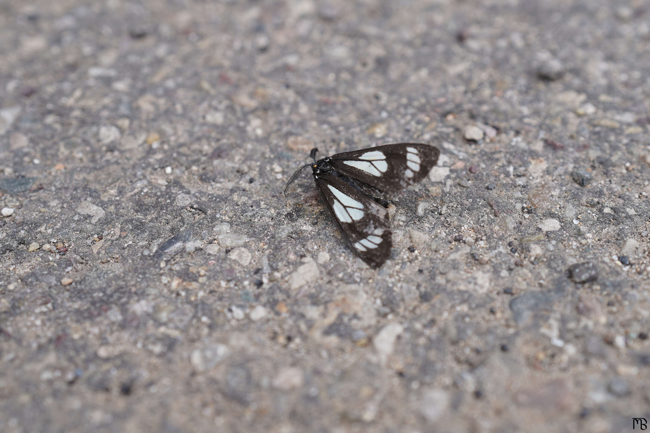 Black and white bug on concrete at Yellowstone