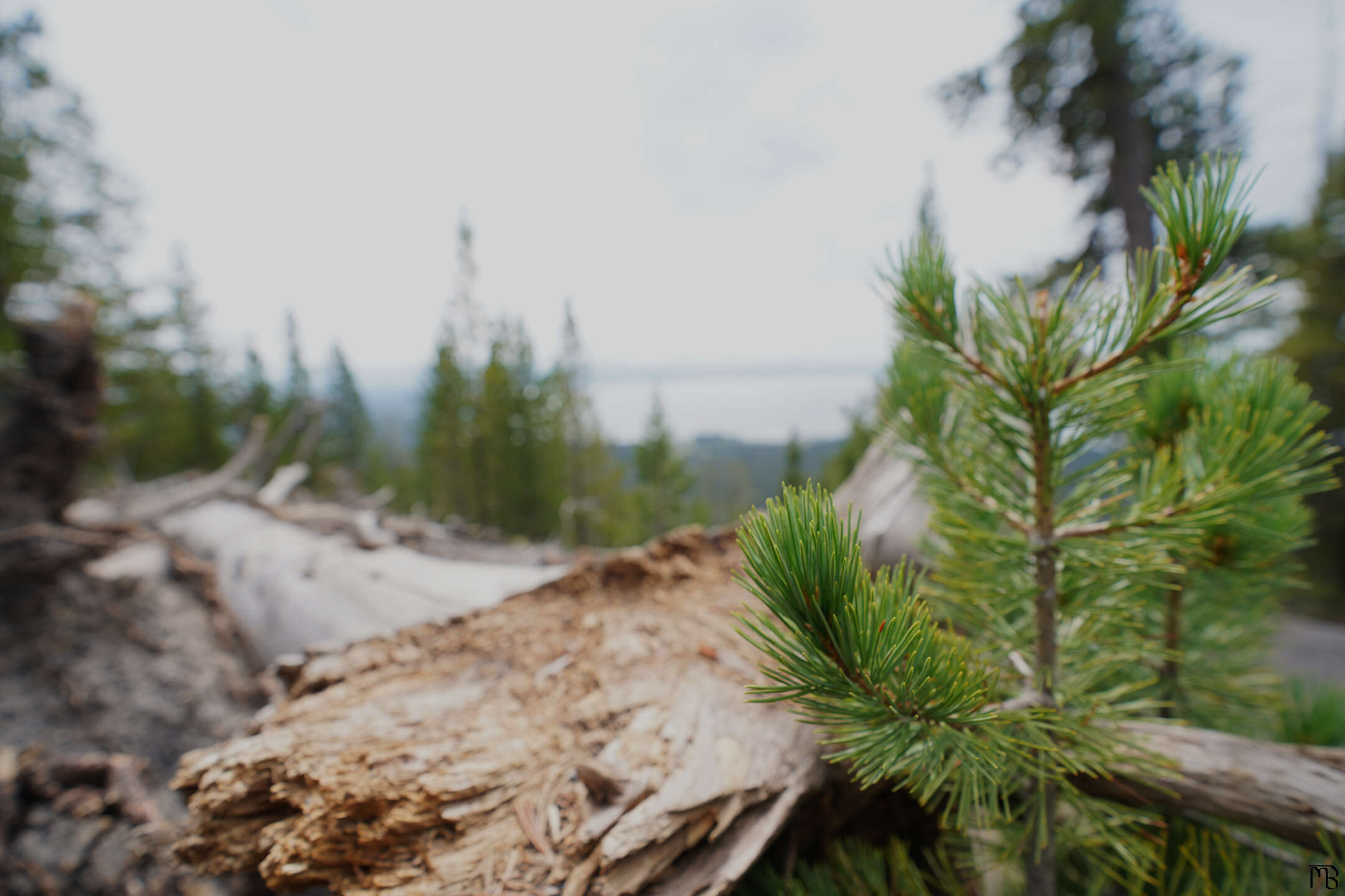 Small growing tree and log on mountain above Yellowstone