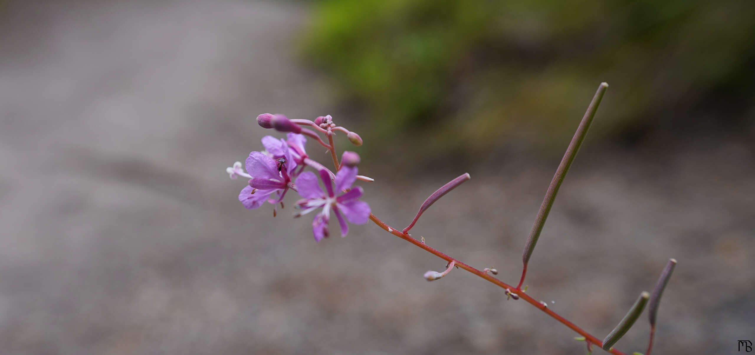 Pink flower with bug above path at Yellowstone