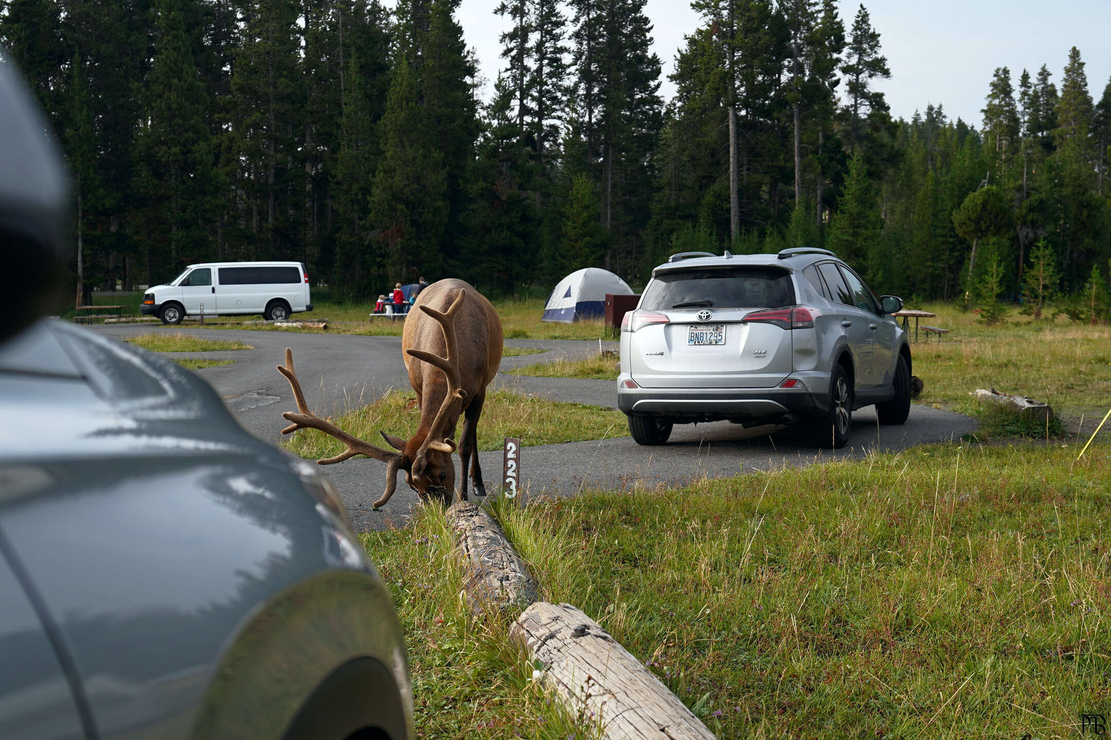 Elk eating grass near cars at campsite in Yellowstone