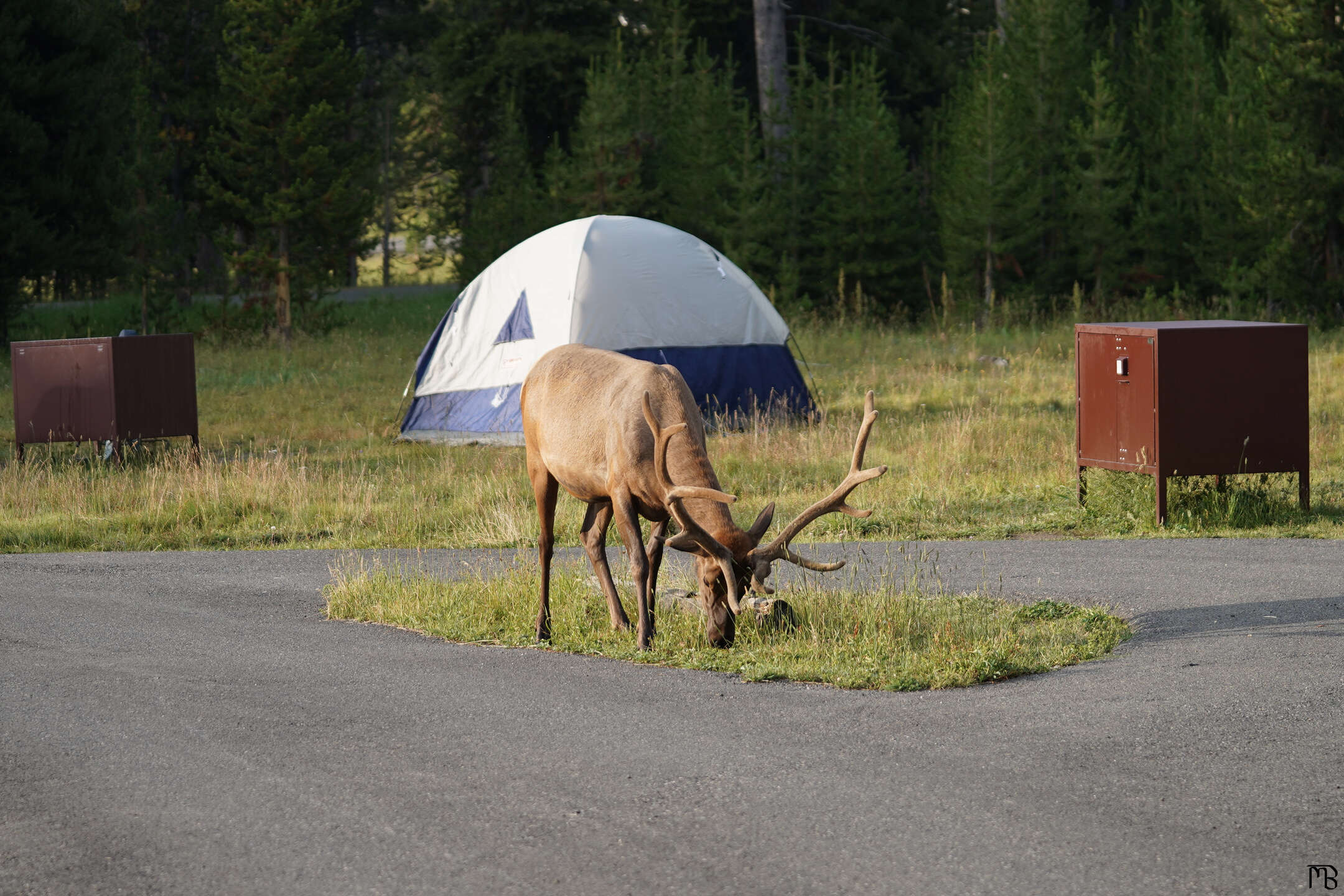 Elk eating grass at campsite in morning light at Yellowstone