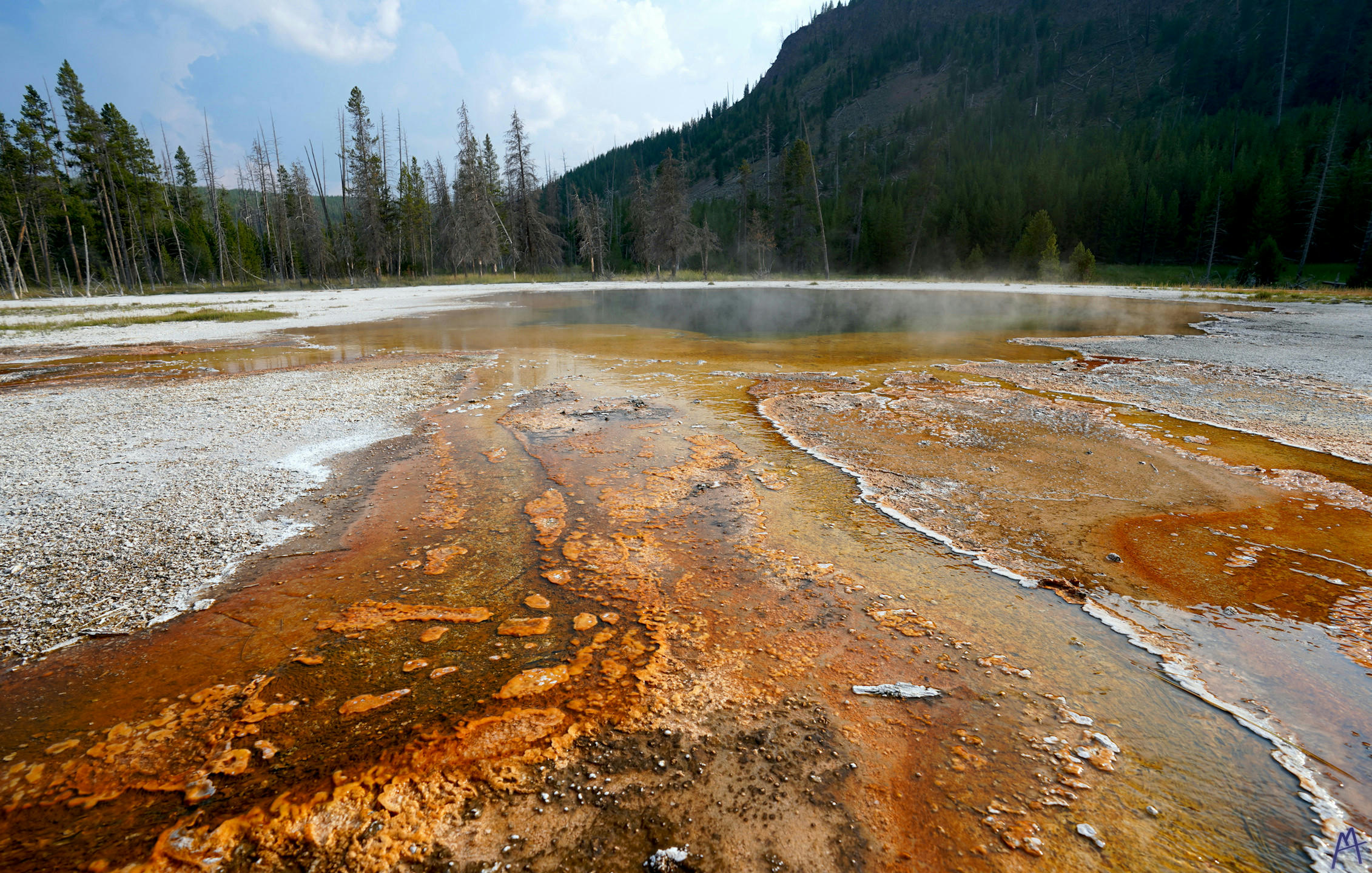 Orange hot spring runoff near trees at Yellowstone