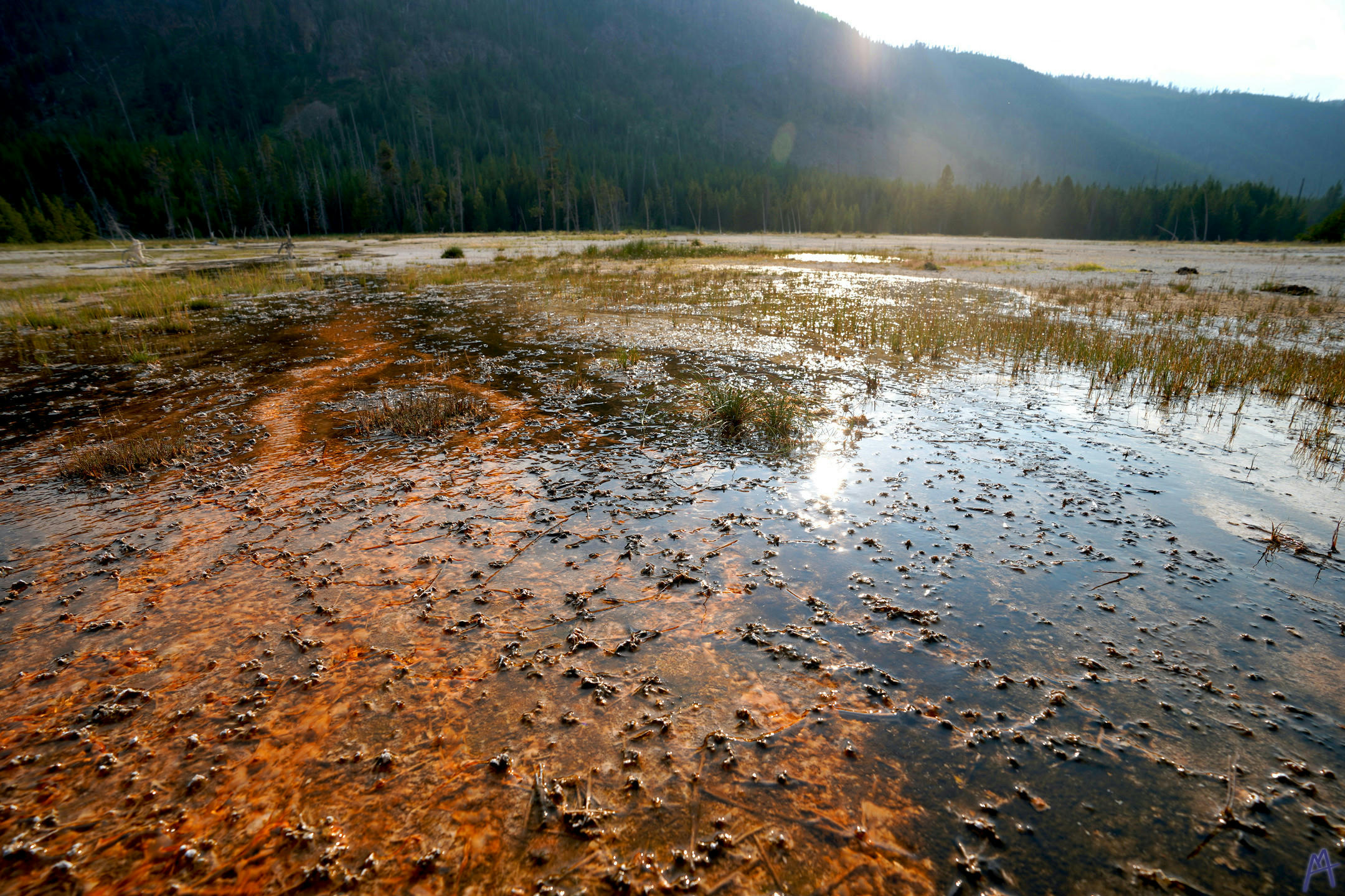 Grass growing up through orange and black hot spring runoff at Yellowstone