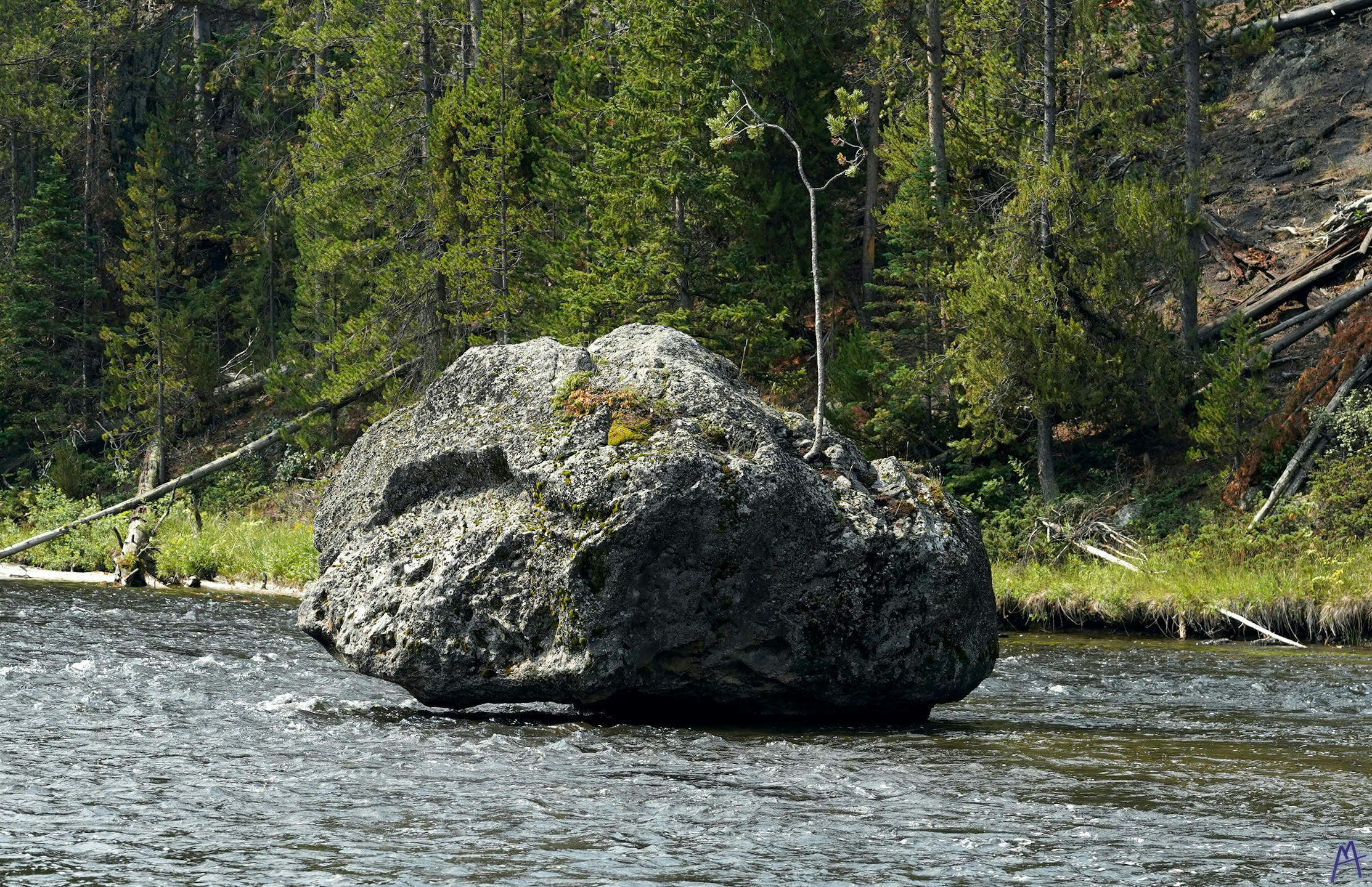 A small tree growing on a rock in a river at Yellowstone