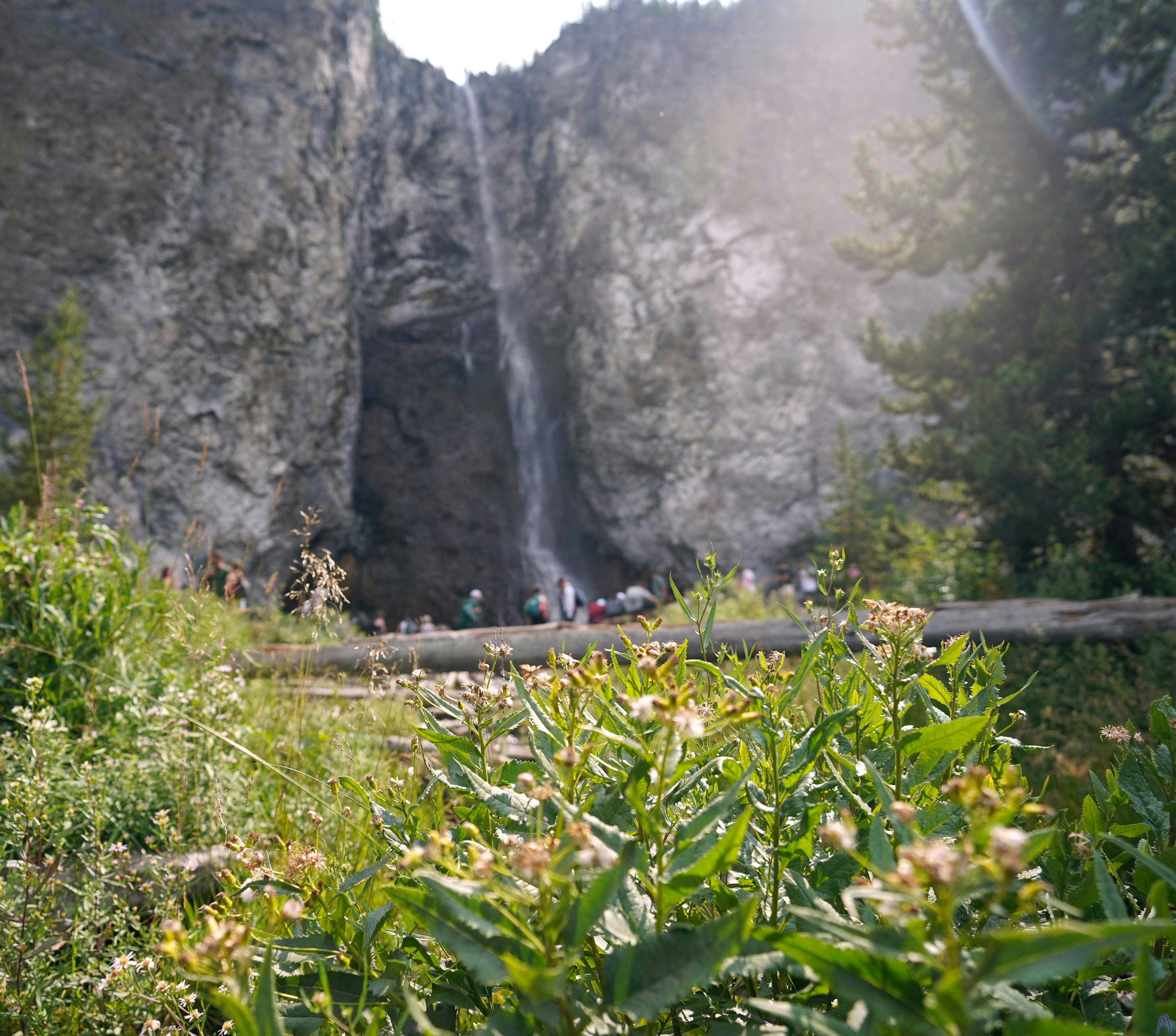 Sun on plant in front of Fairy falls at Yellowstone