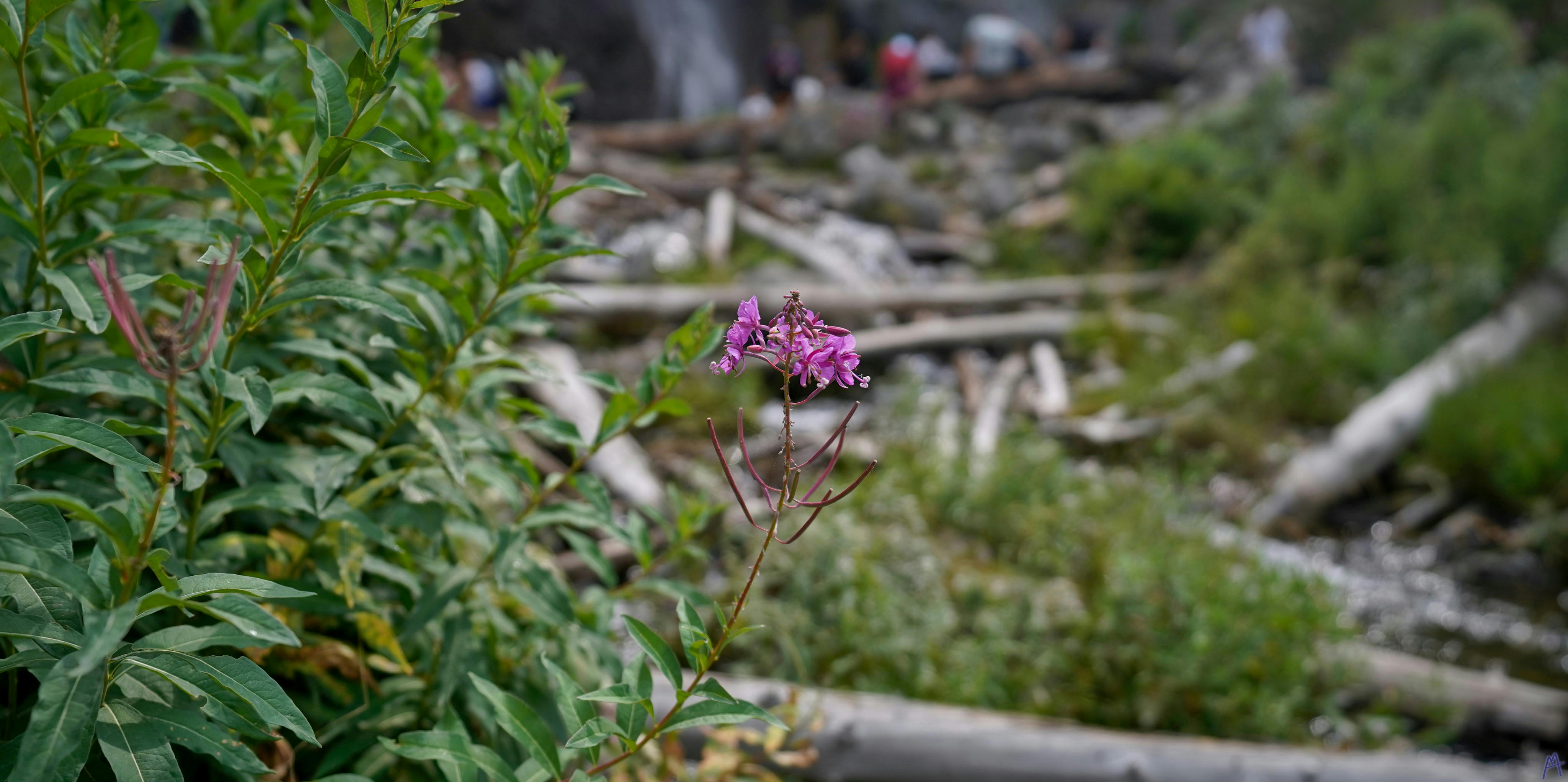 Pink flower in front of Fairy falls at Yellowstone