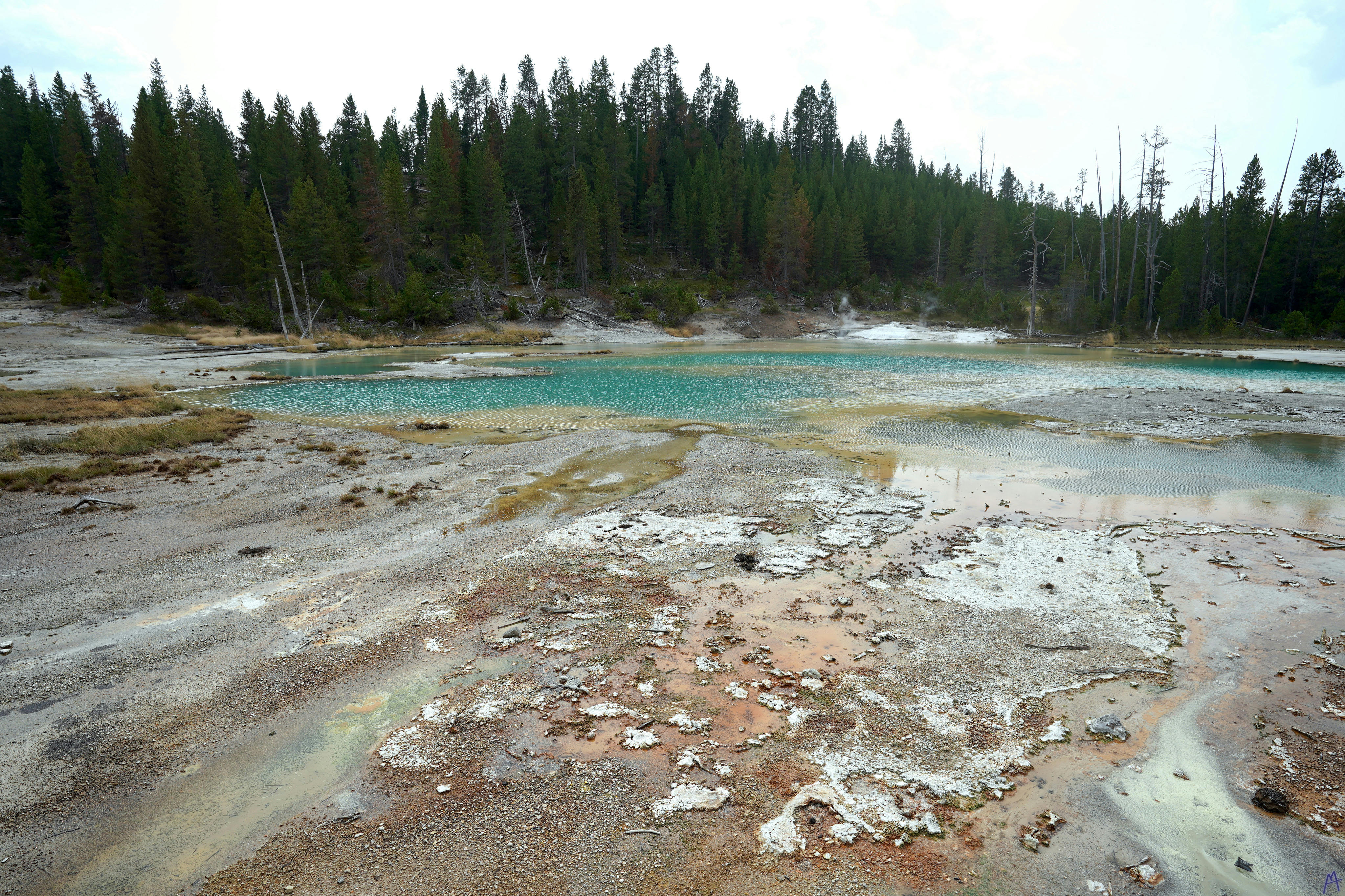 Blue hot springs with orange runoff near trees at Yellowstone