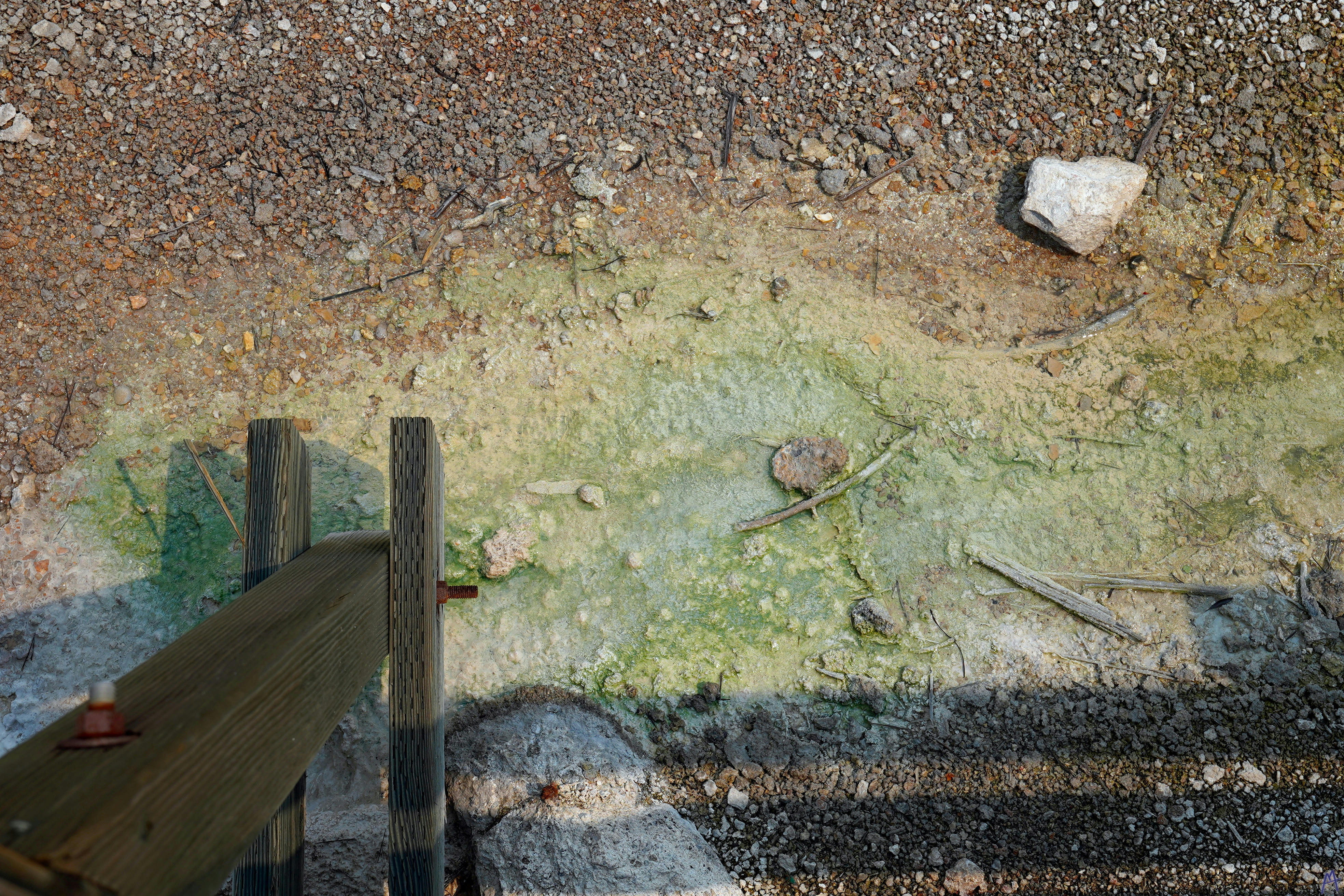 Green hot spring runoff near boardwalk at Yellowstone