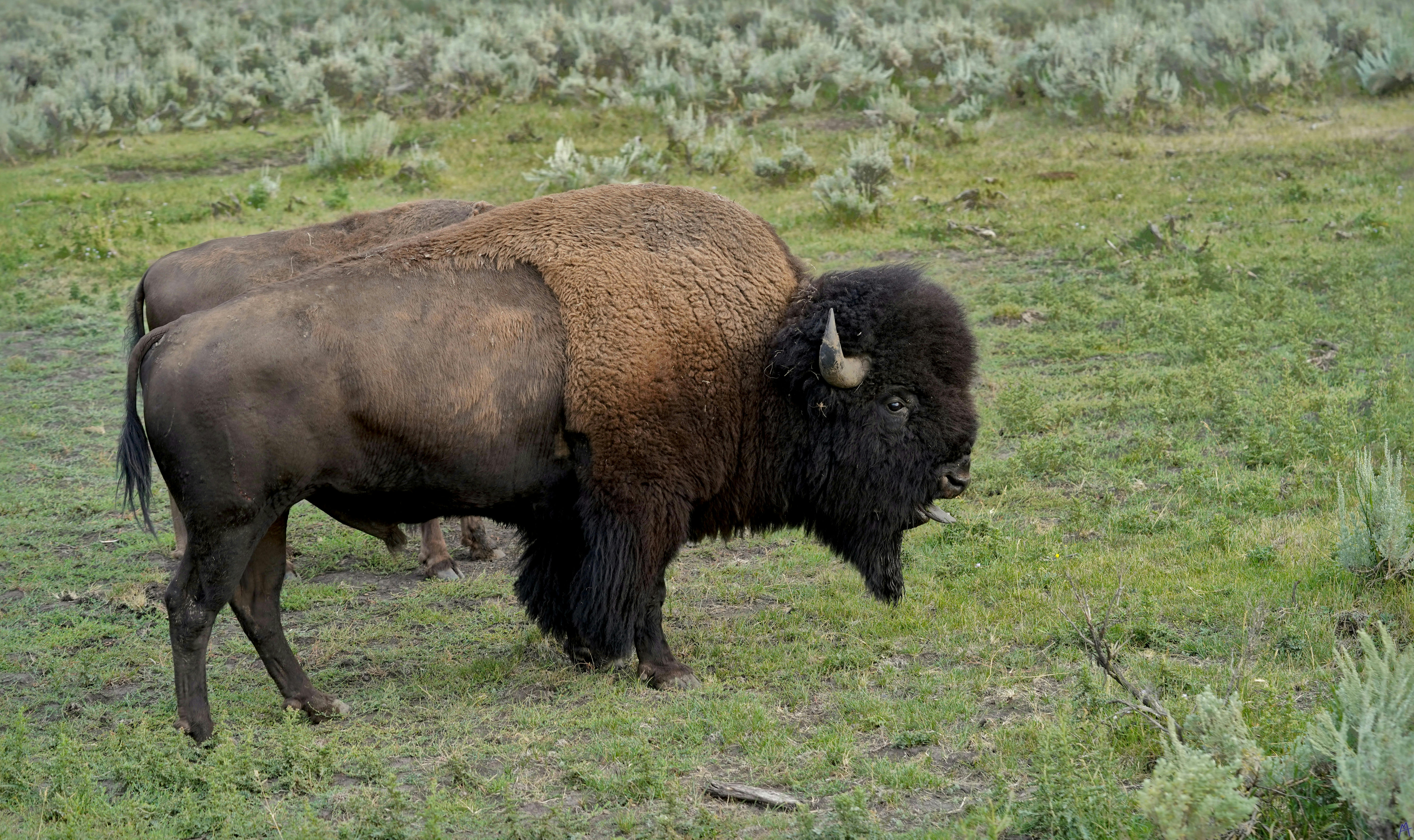 Bison with it’s tongue out at Yellowstone