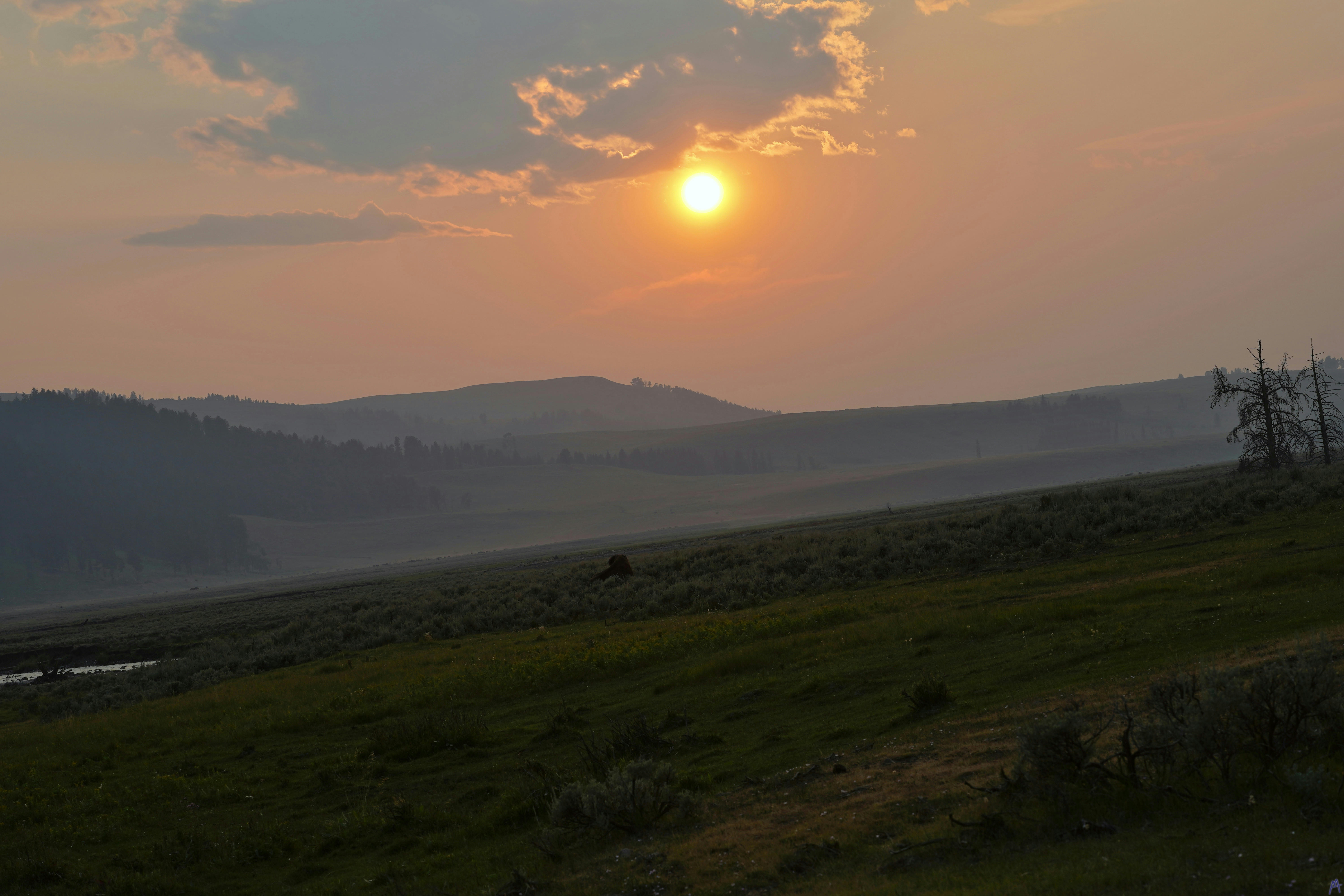 Orange and pink sky with above bison in field at Yellowstone