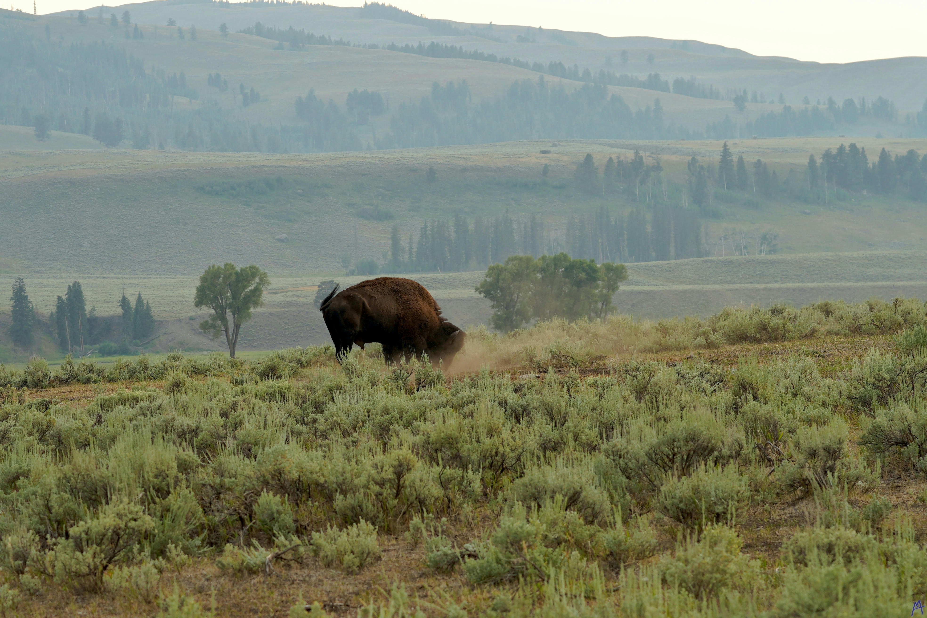 Bison kicking up dirt on plain at Yellowstone