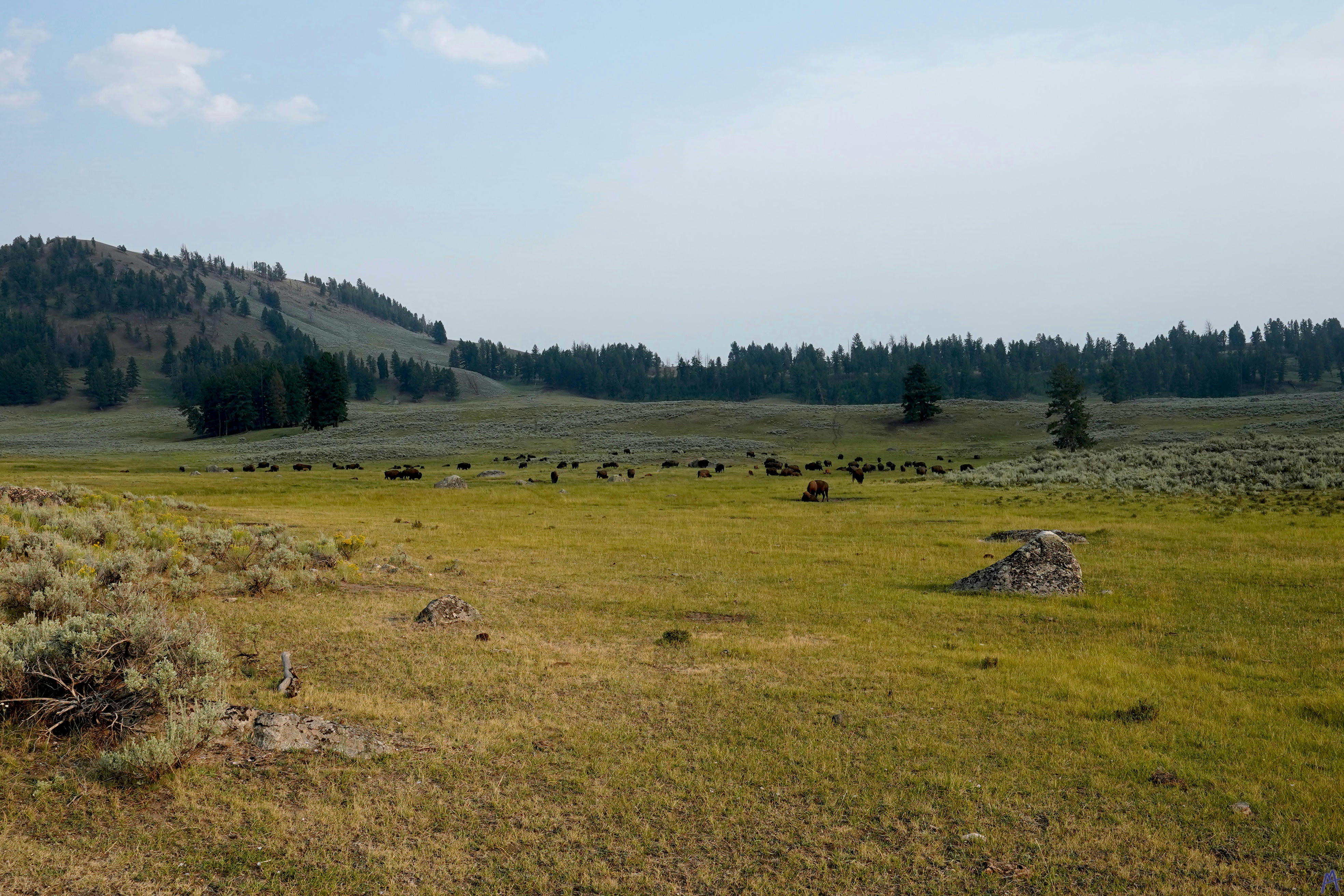 Many bison in green field near trees at Yellowstone
