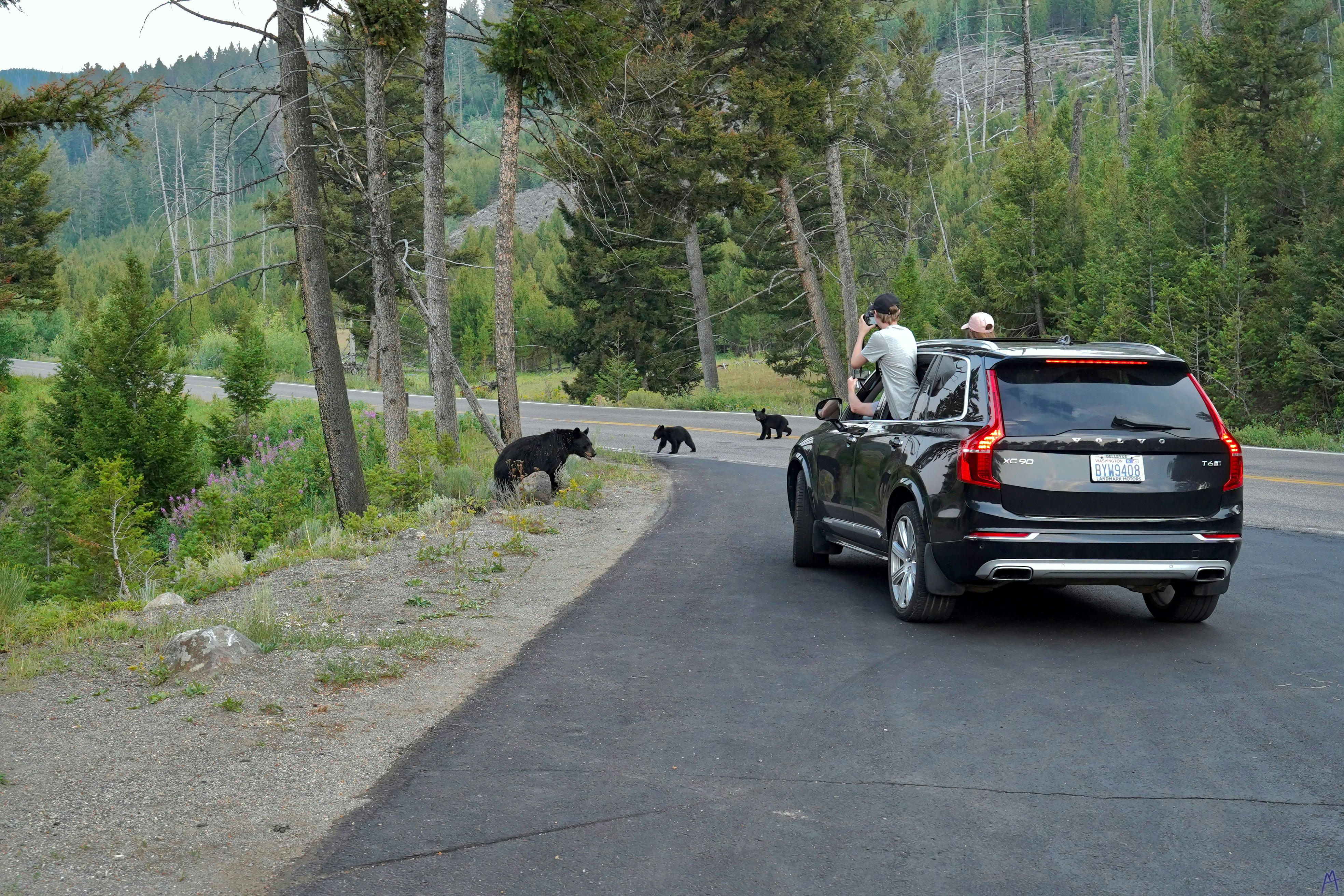 A mama black bear and two cubs walking on road near a parked car at Yellowstone