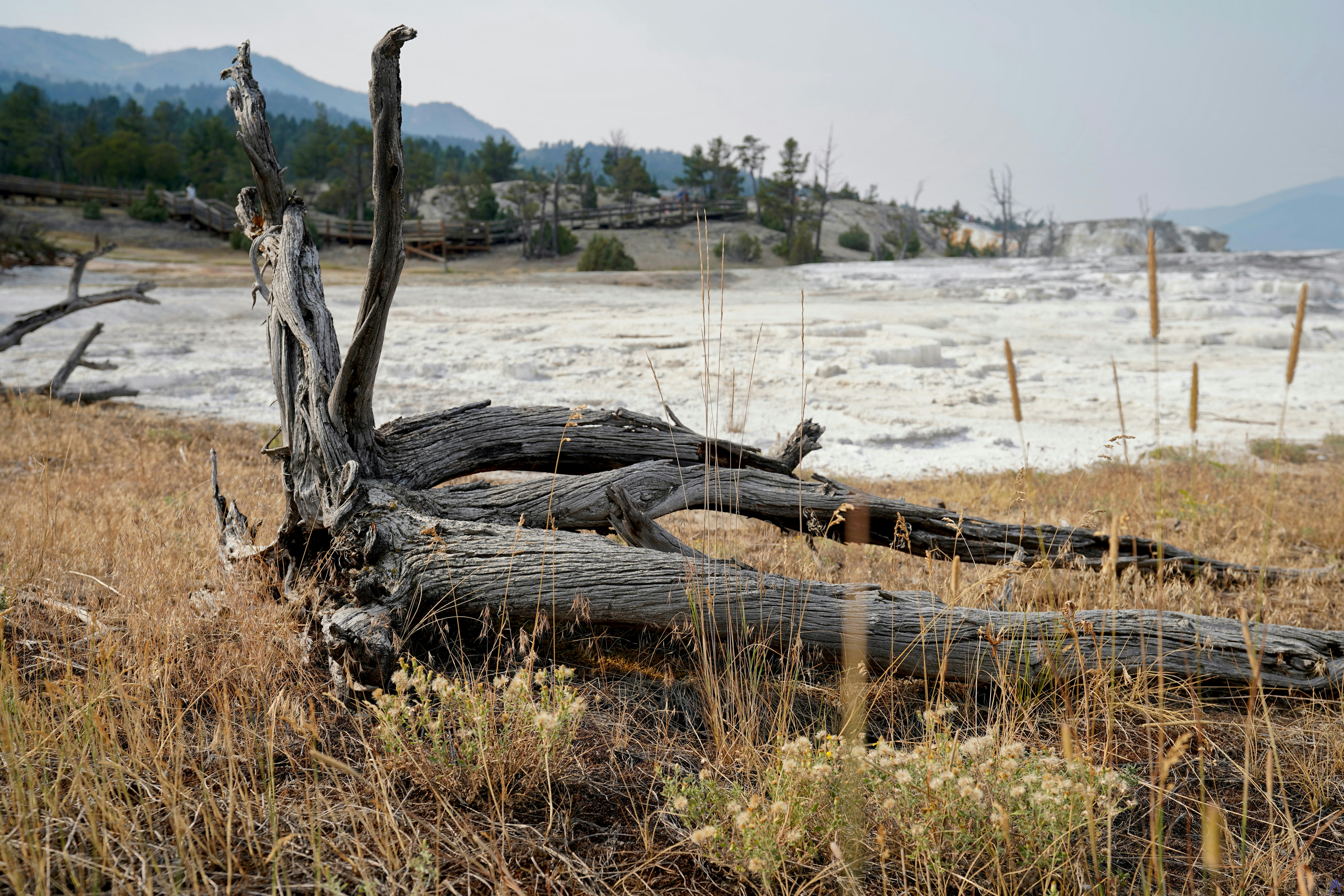 Dried dead tree near white thermal area at Yellowstone