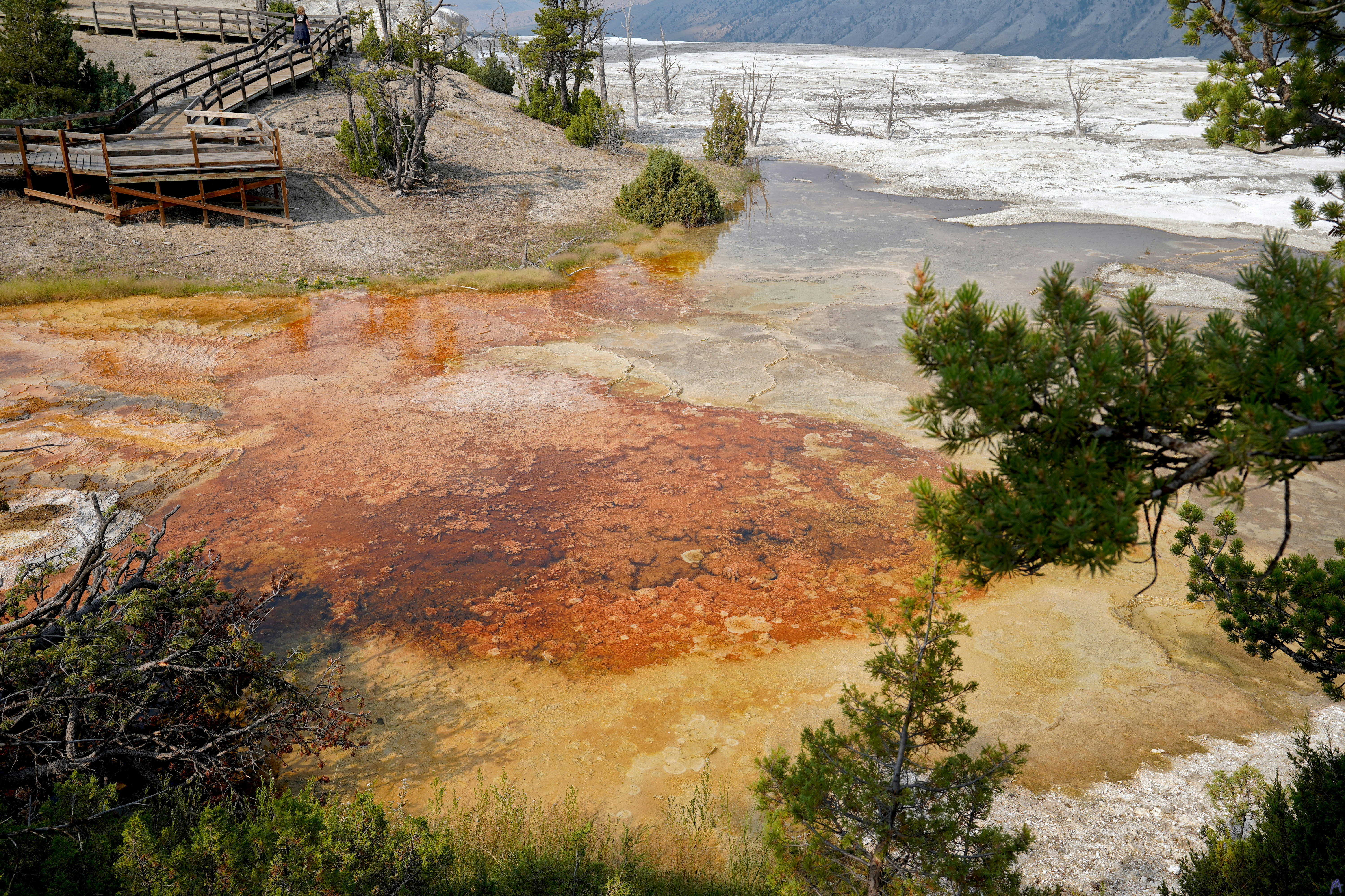 Orange hot spring near boardwalk through the trees at Yellowstone