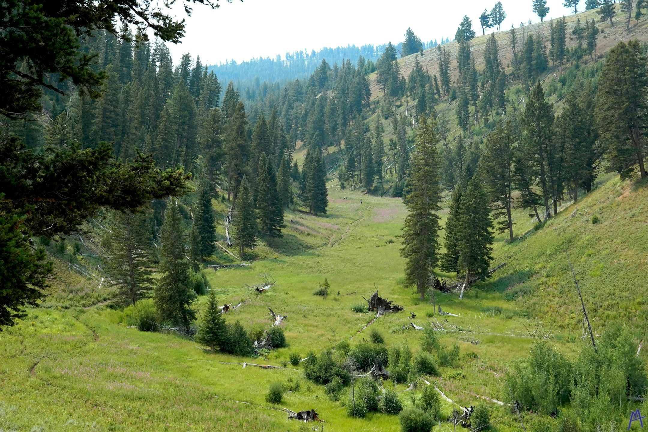 Green valley with many trees at Yellowstone