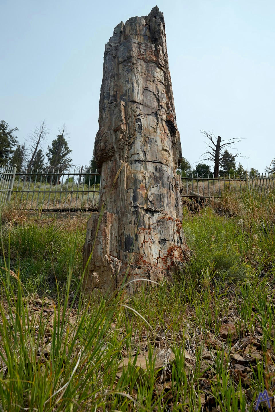 Petrified tree surrounded by fence at Yellowstone